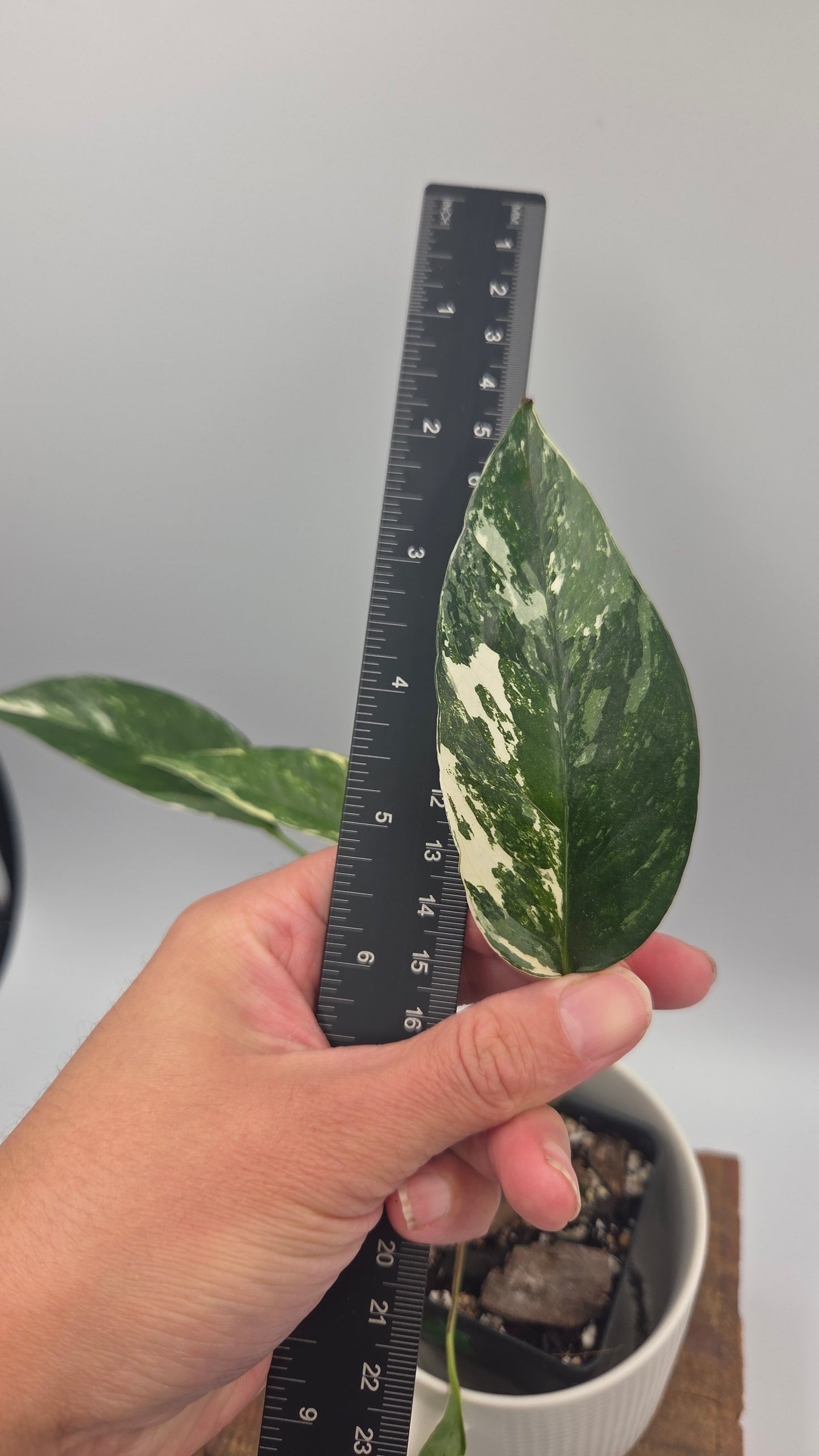 Epipremnum pinnatum Albo (EPI-250)