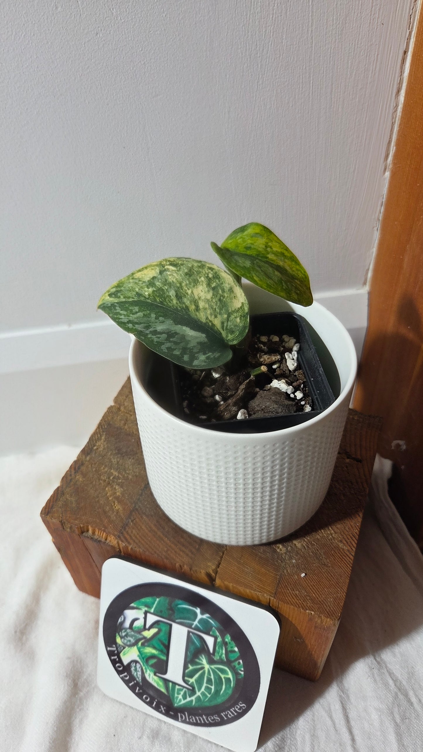 Scindapsus Rajatapura Aurea (SCI-1379)