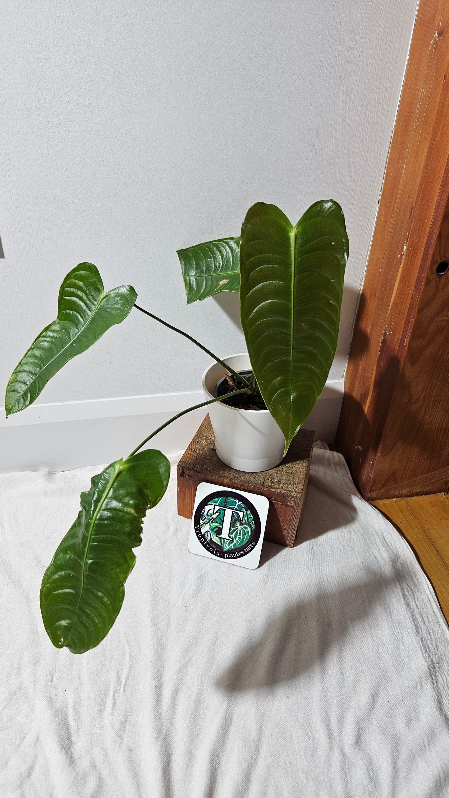 Anthurium Veitchii El cauca "format MOYEN/LARGE" (ANT-488)