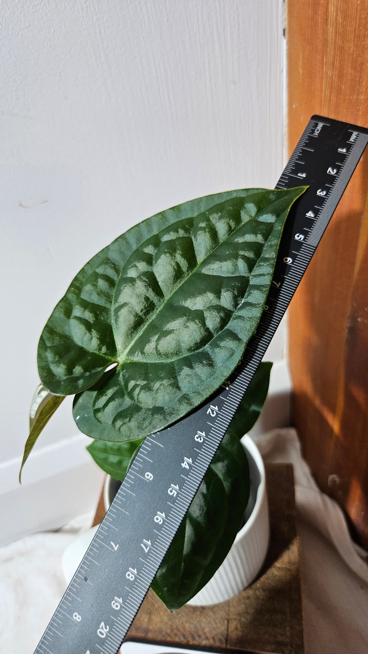 Anthurium Magnificum X AOS X Luxurians "format MOYEN" (ANT-635)