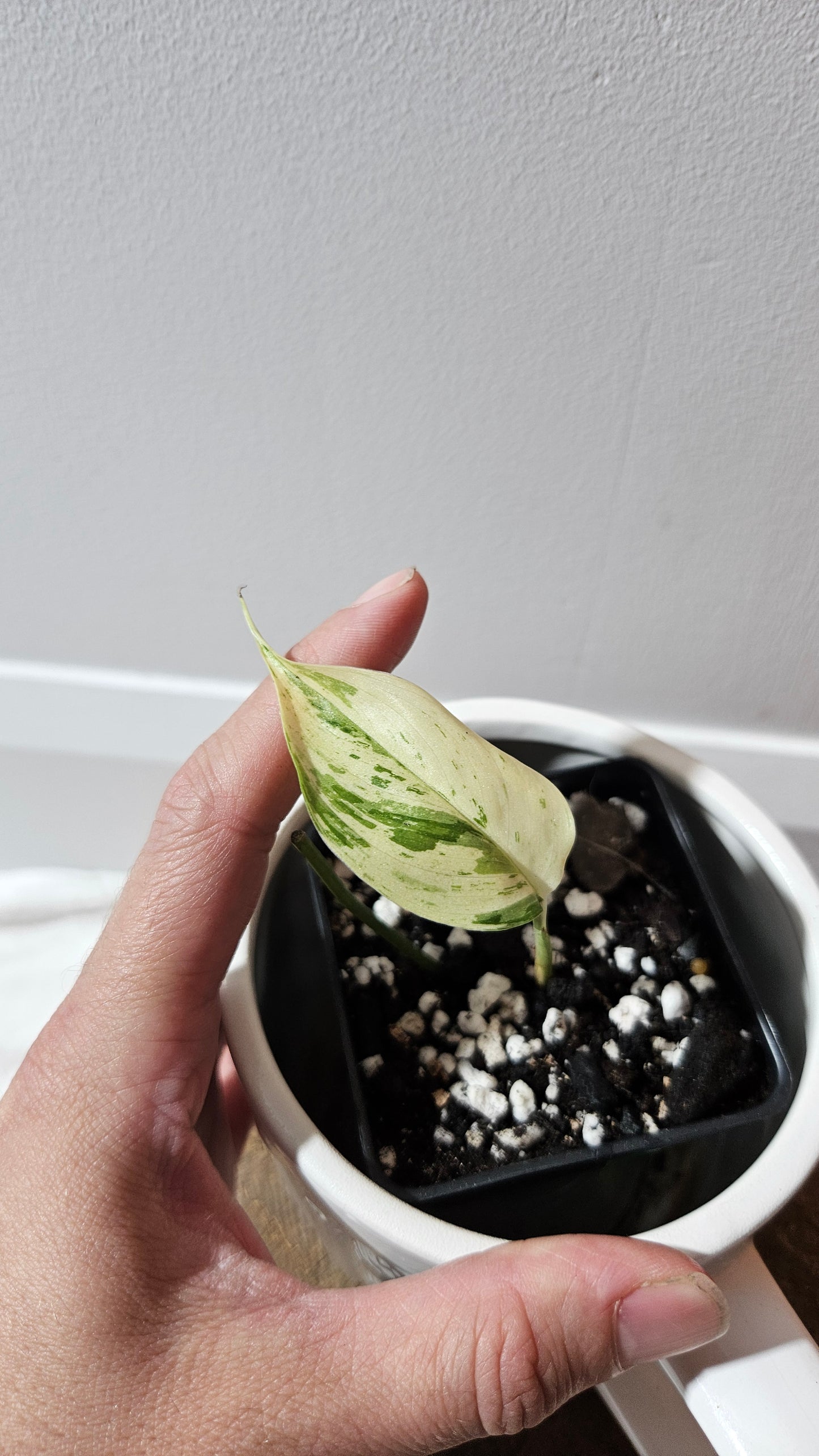 Scindapsus Blue Salaka (SCI-1161)