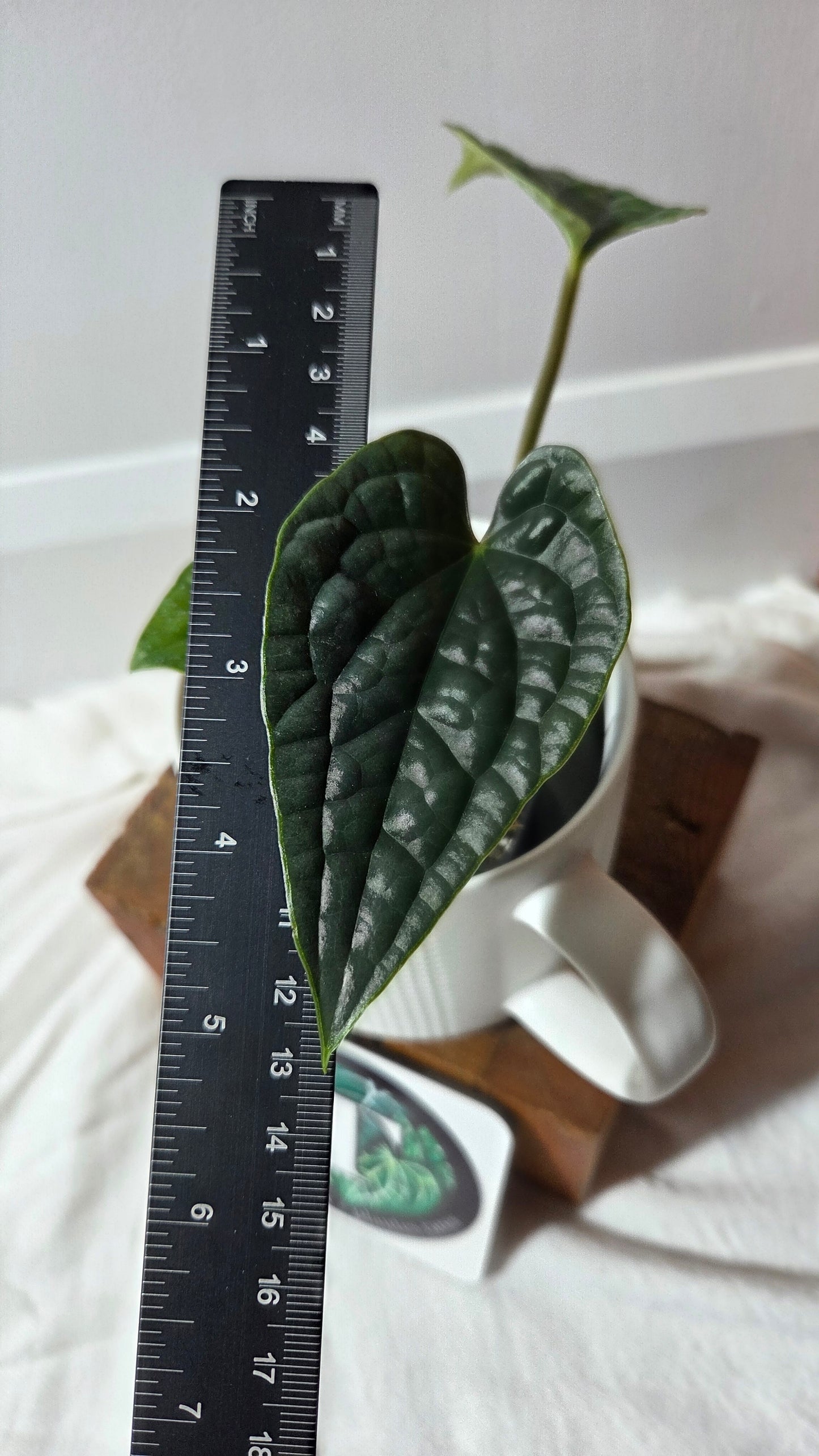 Anthurium Luxurians super Velvet  "format PETIT" (ANT-645)