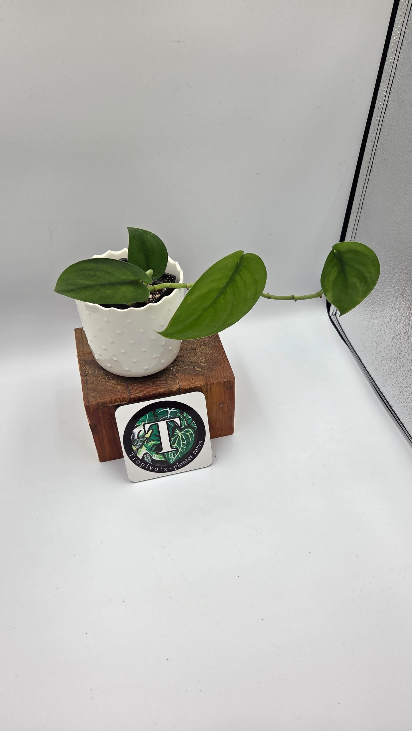 Scindapsus Jade Satin Variegata REVERT(SCI-843)