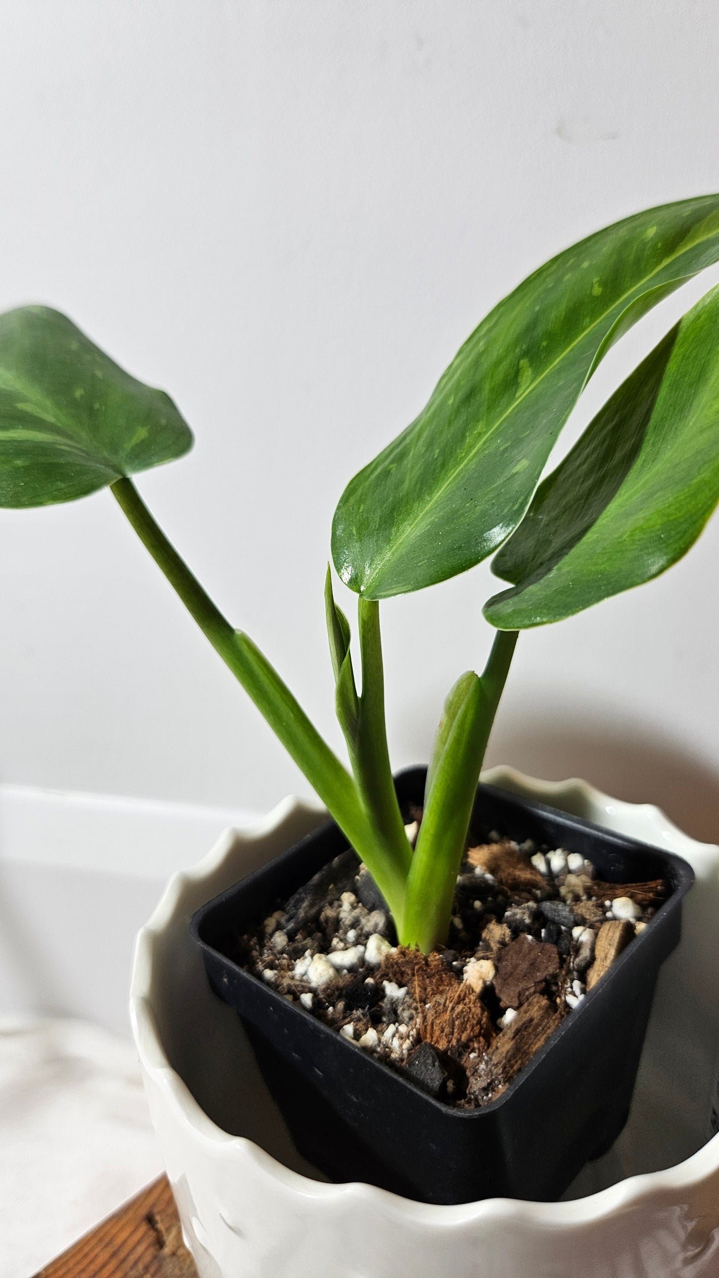 Philodendron Jose Buono (PHI-574)