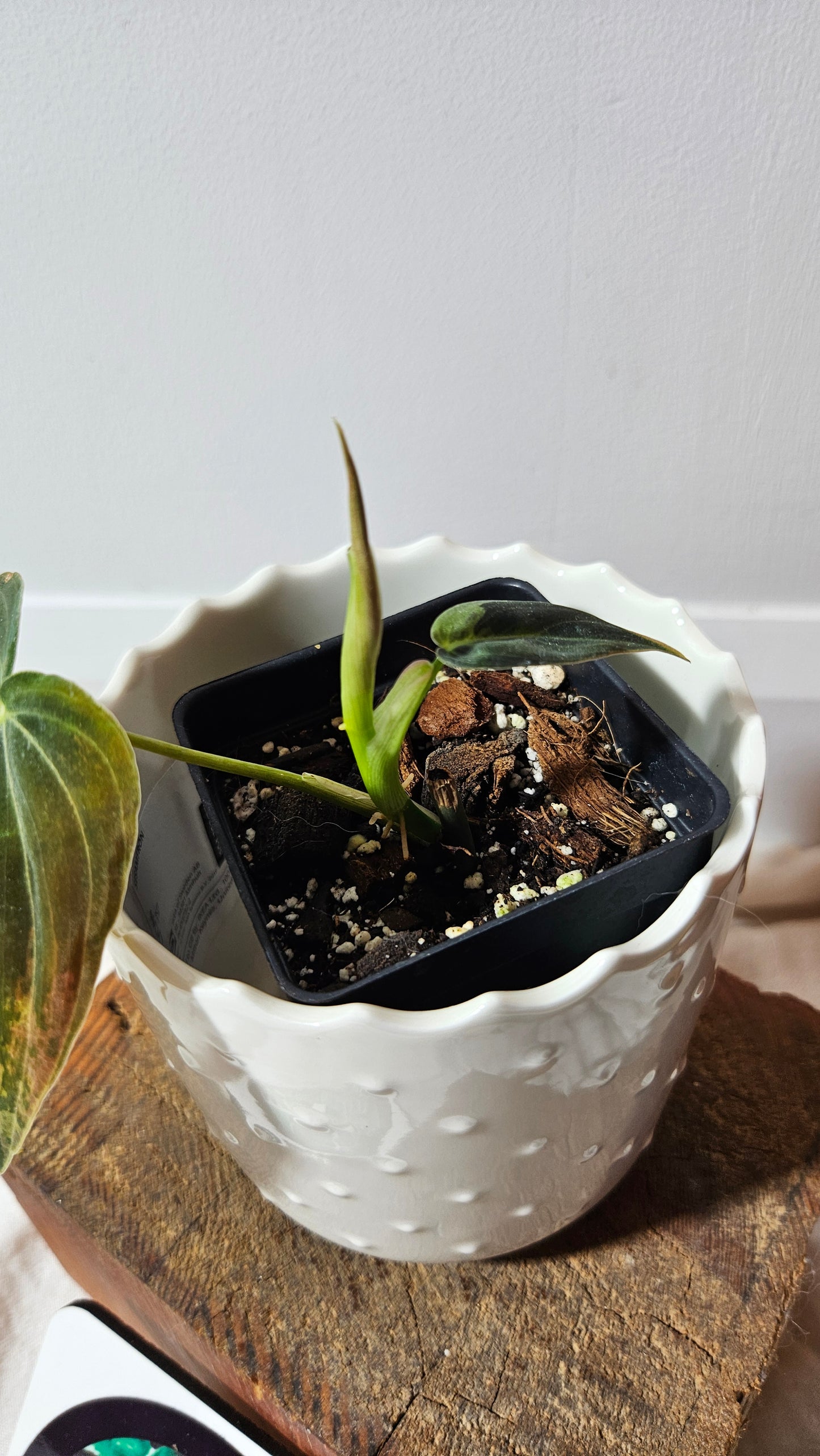 Philodendron Melanochrysum Variegata (PHI-549)