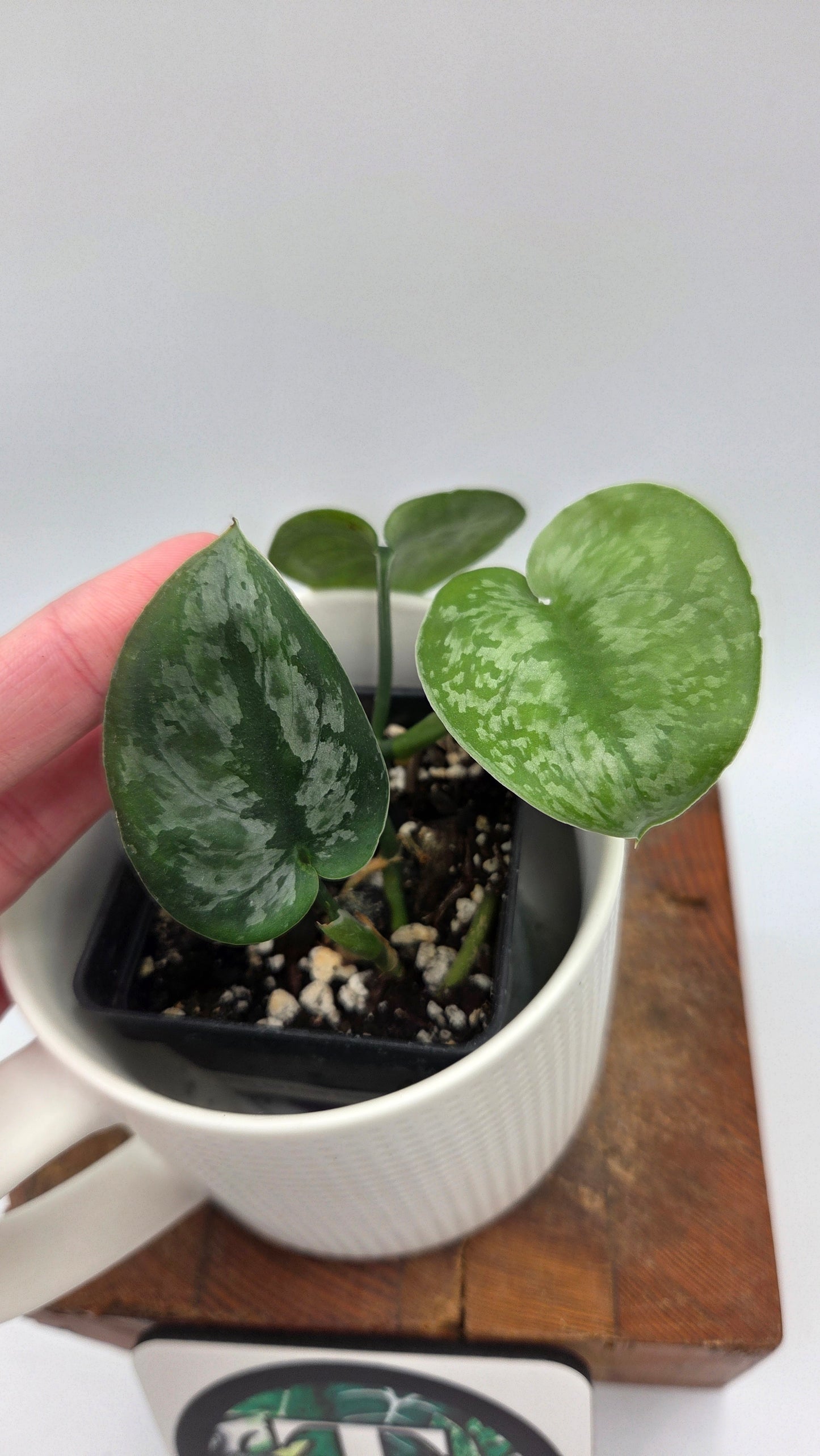 Scindapsus Dark Princess Tricolore (SCI-1109)