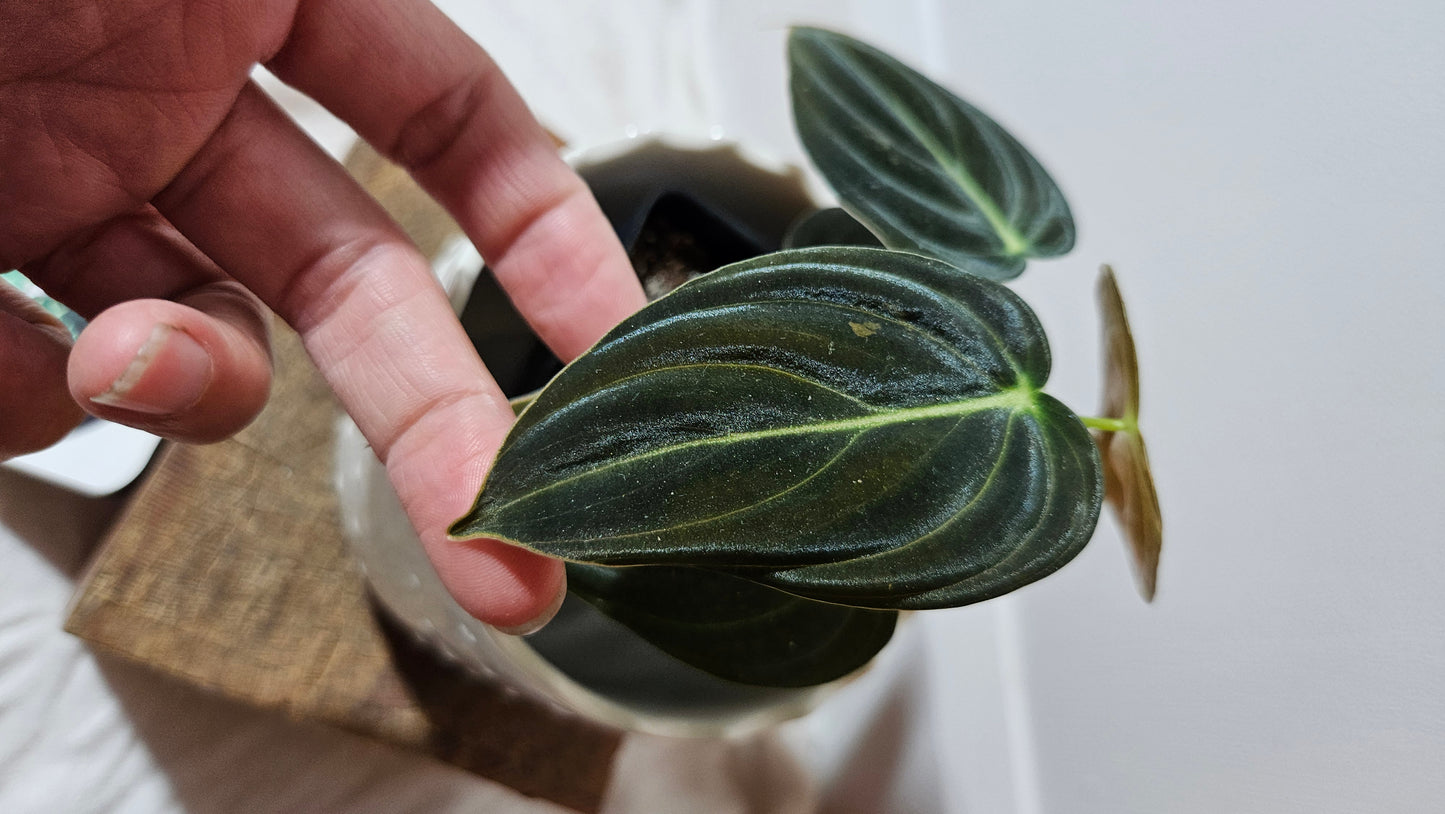 Philodendron Melanochrysum Variegata (PHI-553)