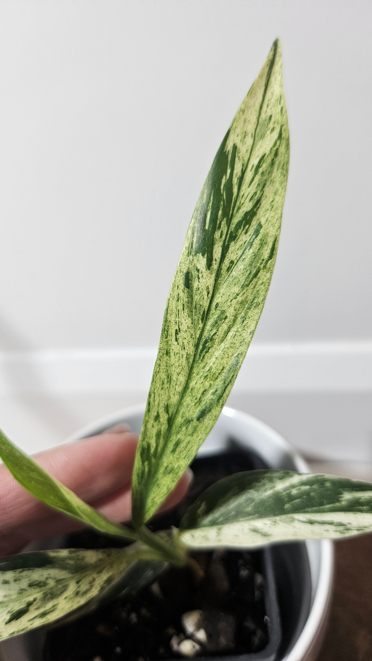 Raphidophora Megasperma Variegata (AUT-024)