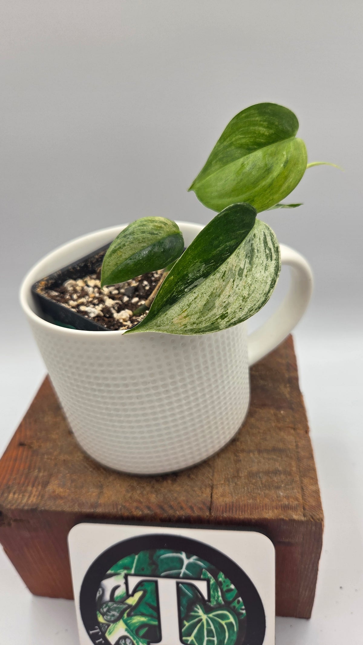 Scindapsus Blue Salaka Tricolore (SCI-807)