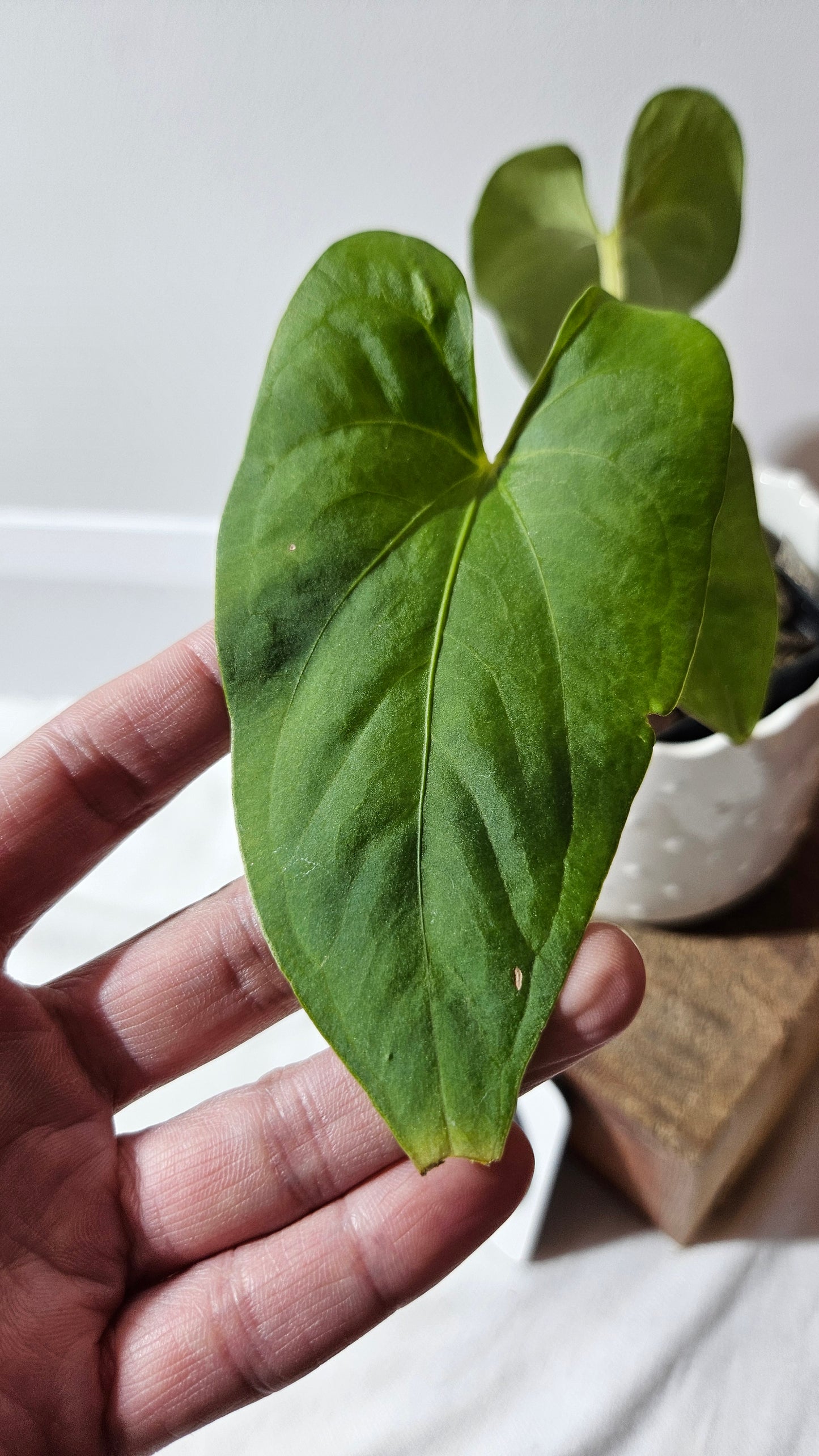 Anthurium  Tiwintza Aff Velvet "format MOYEN" (ANT-243)