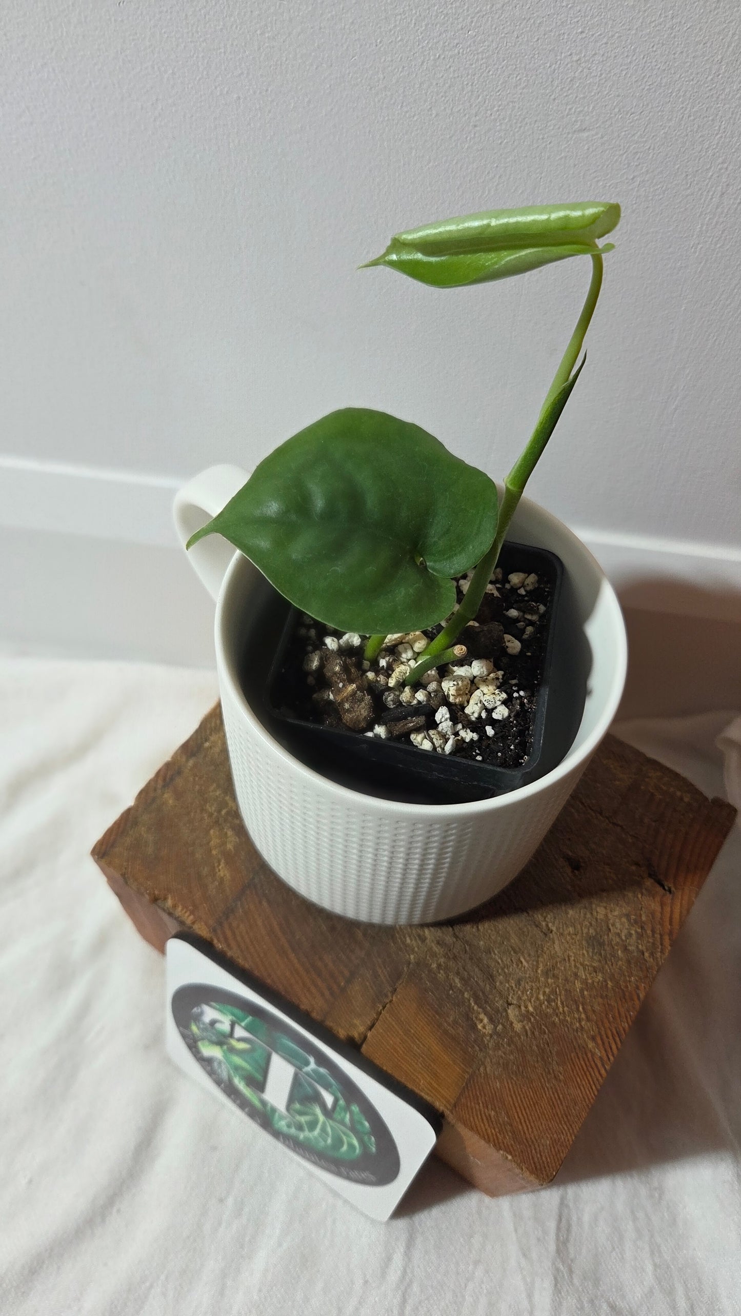 Scindapsus Lucens (SCI-1404)