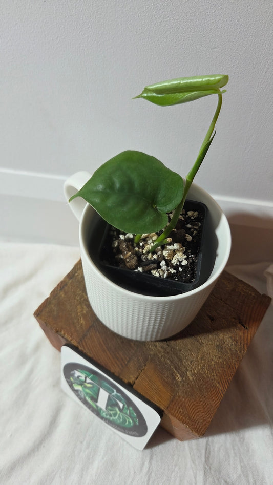 Scindapsus Lucens (SCI-1404)