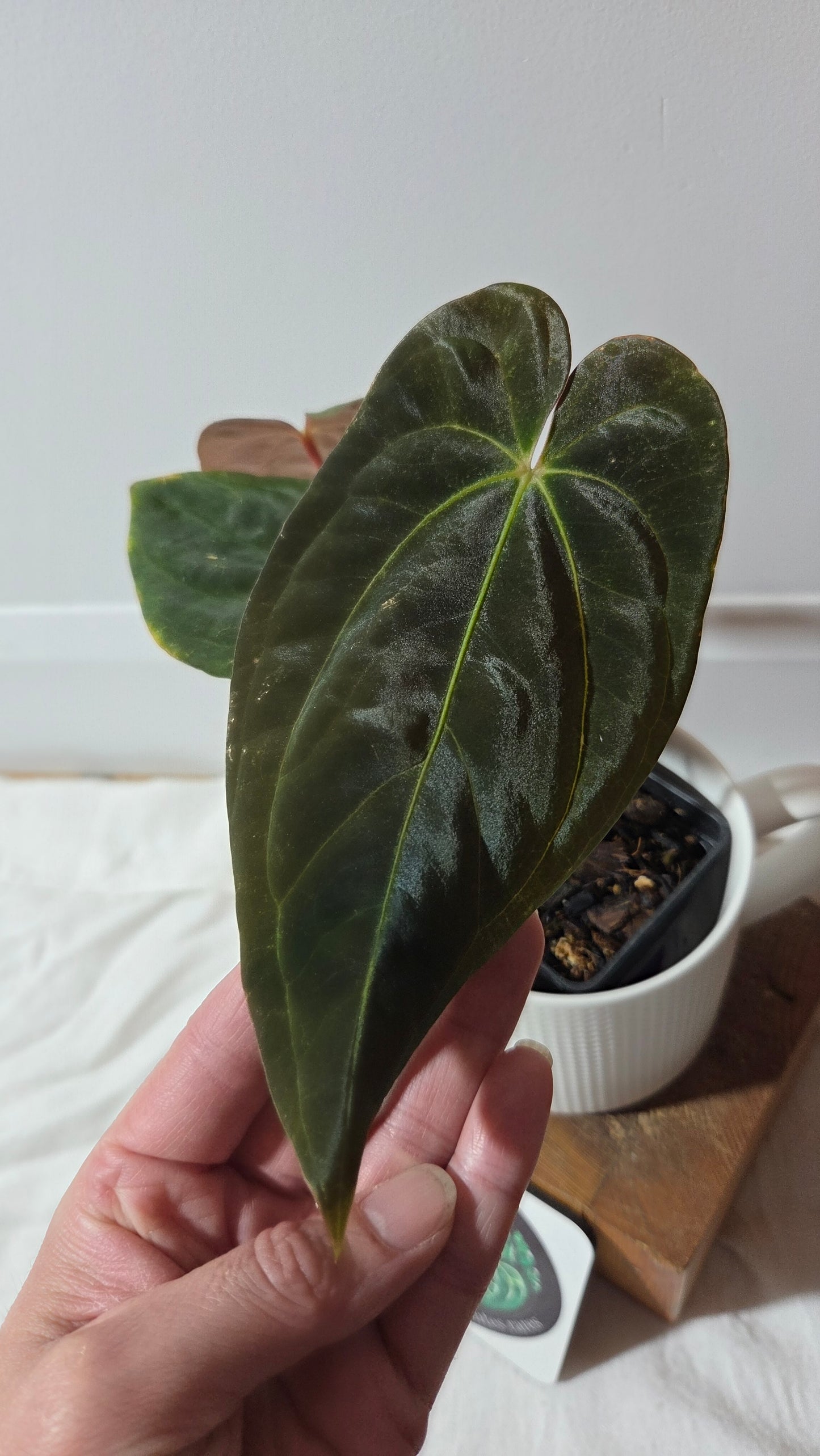Anthurium  Papillilaminum (d'équateur) "format MOYEN" (ANT-358)