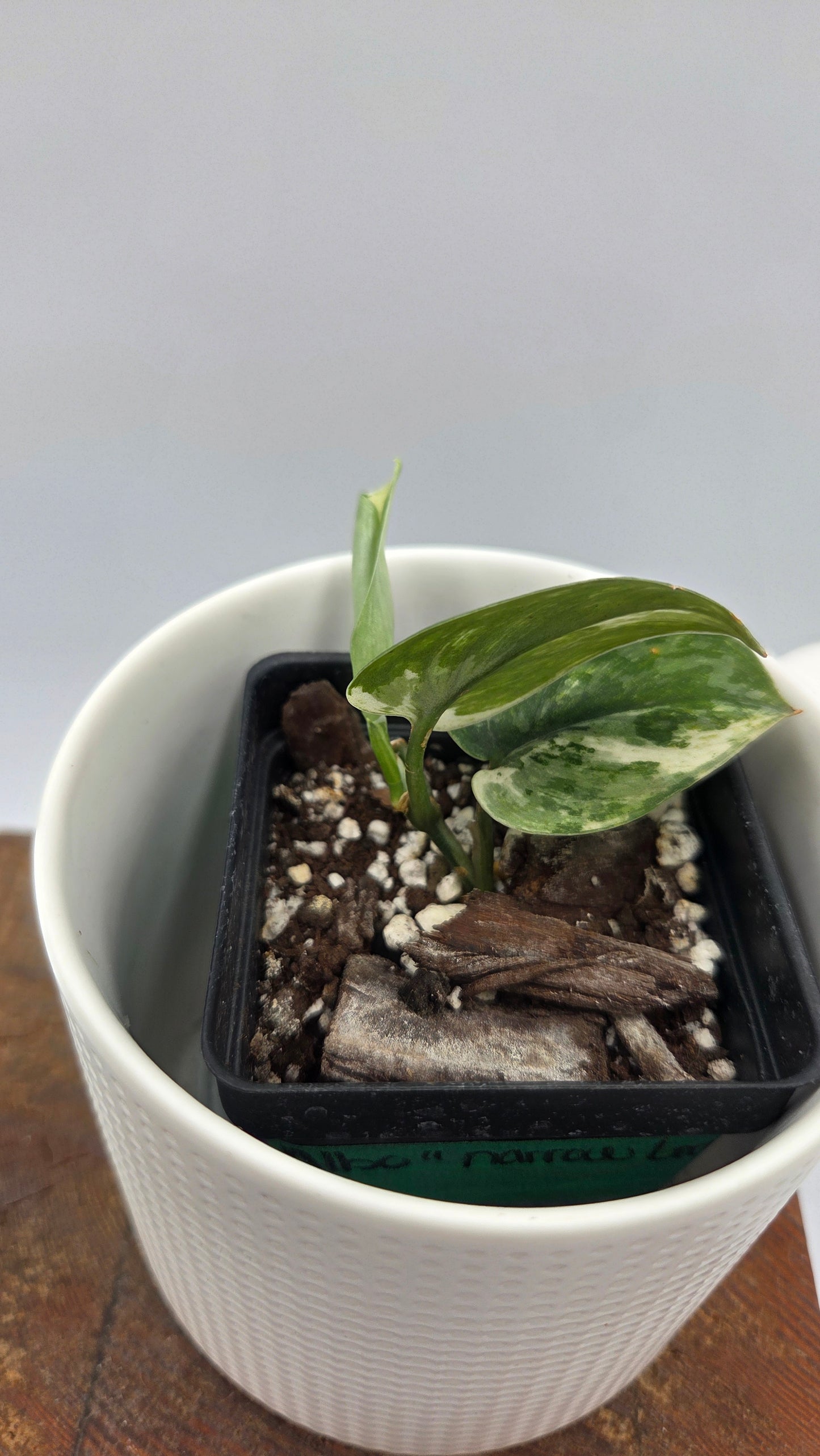 Scindapsus Exotica albo "narrow" (SCI-1055)