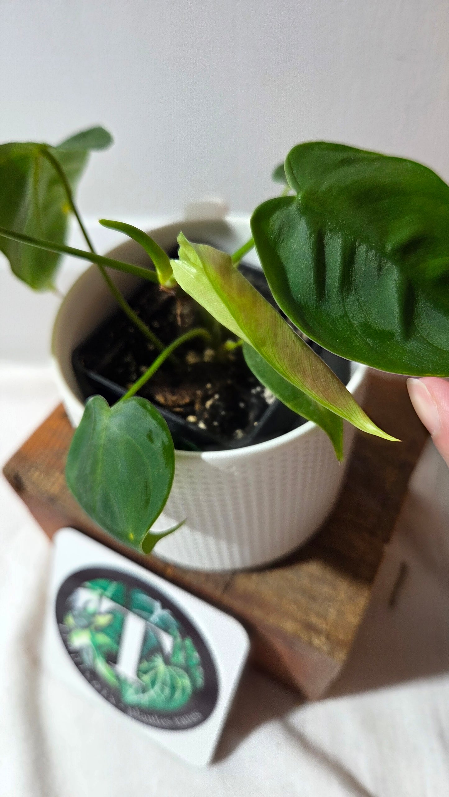 Philodendron Sharoniae (PHI-983)