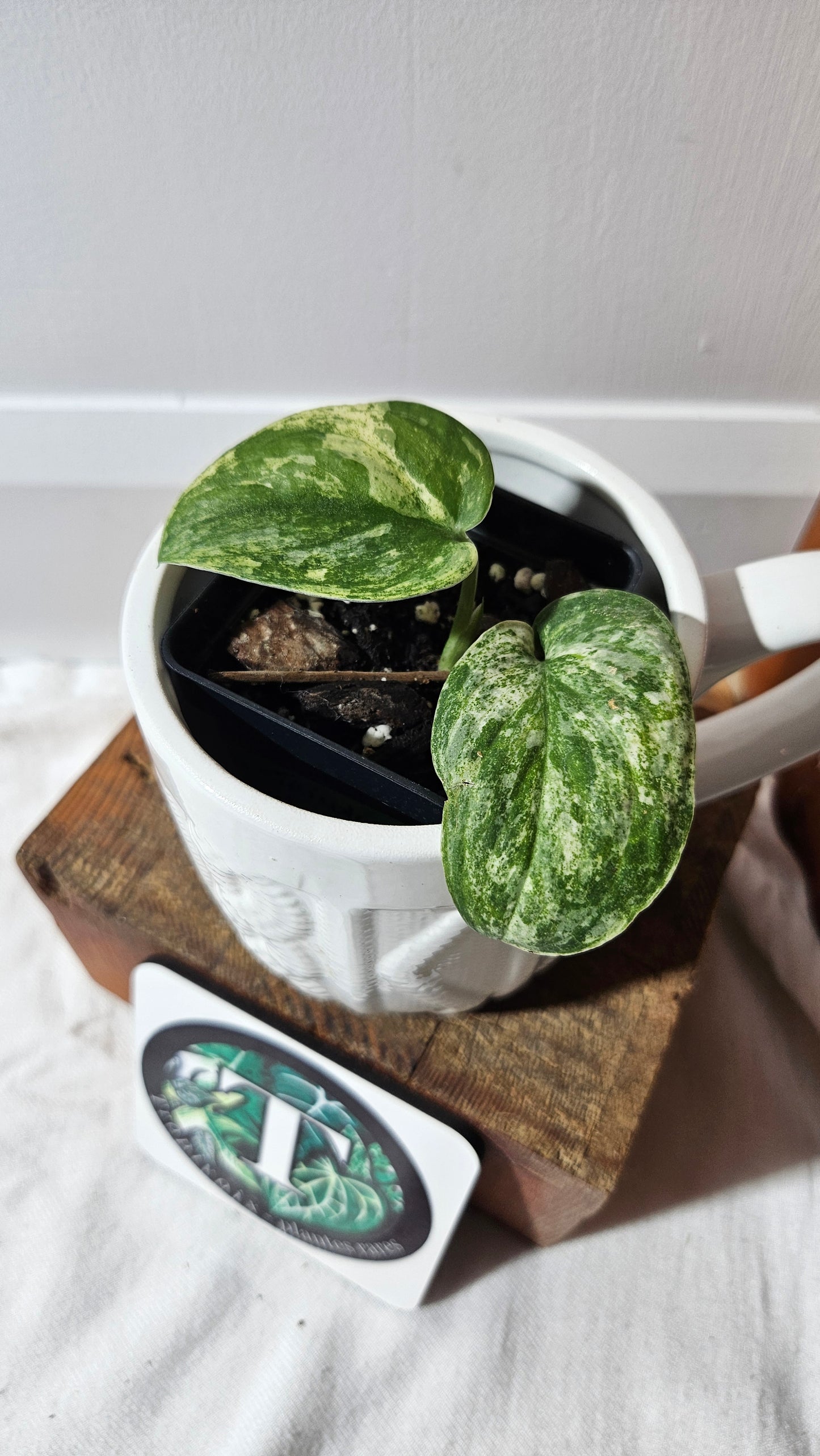 Scindapsus Silver Splash Tricolore (SCI-1289)