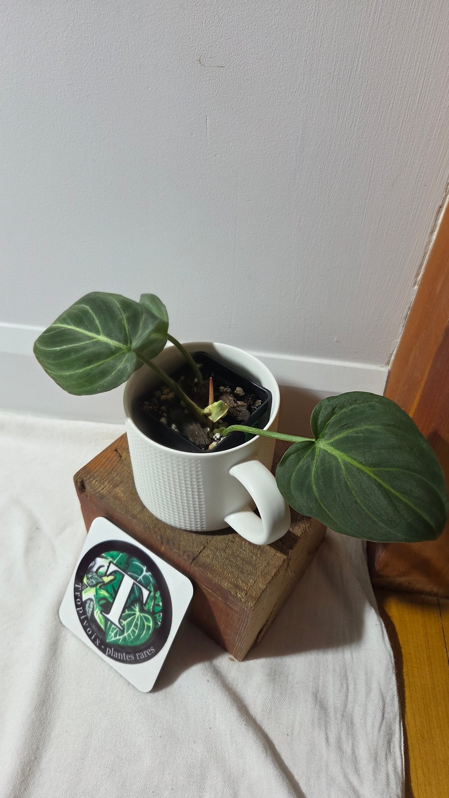 Philodendron Gloriosum Radiante (PHI-1006)