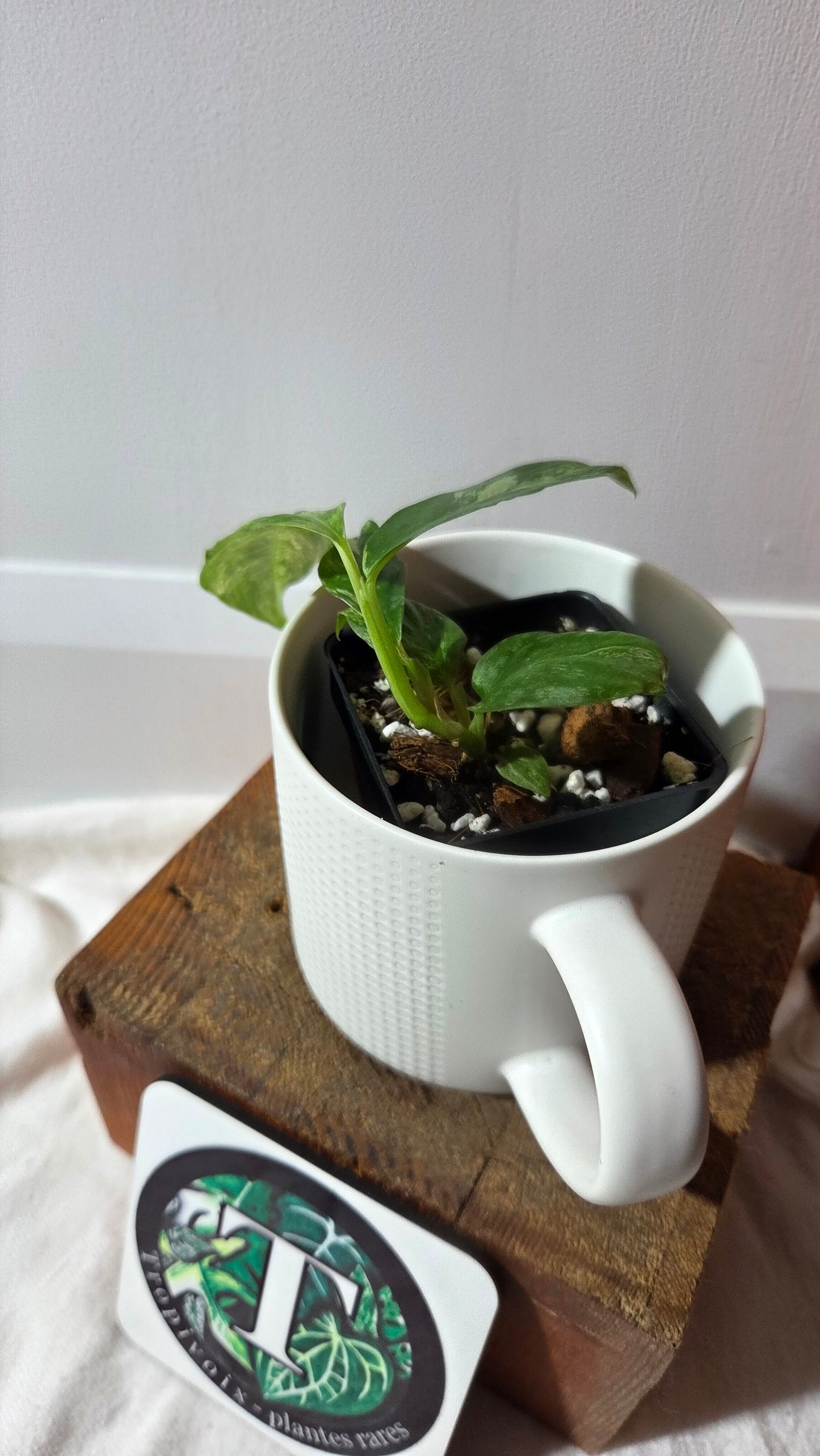 Rhaphidophora Puberula Variegata (AUT-089)