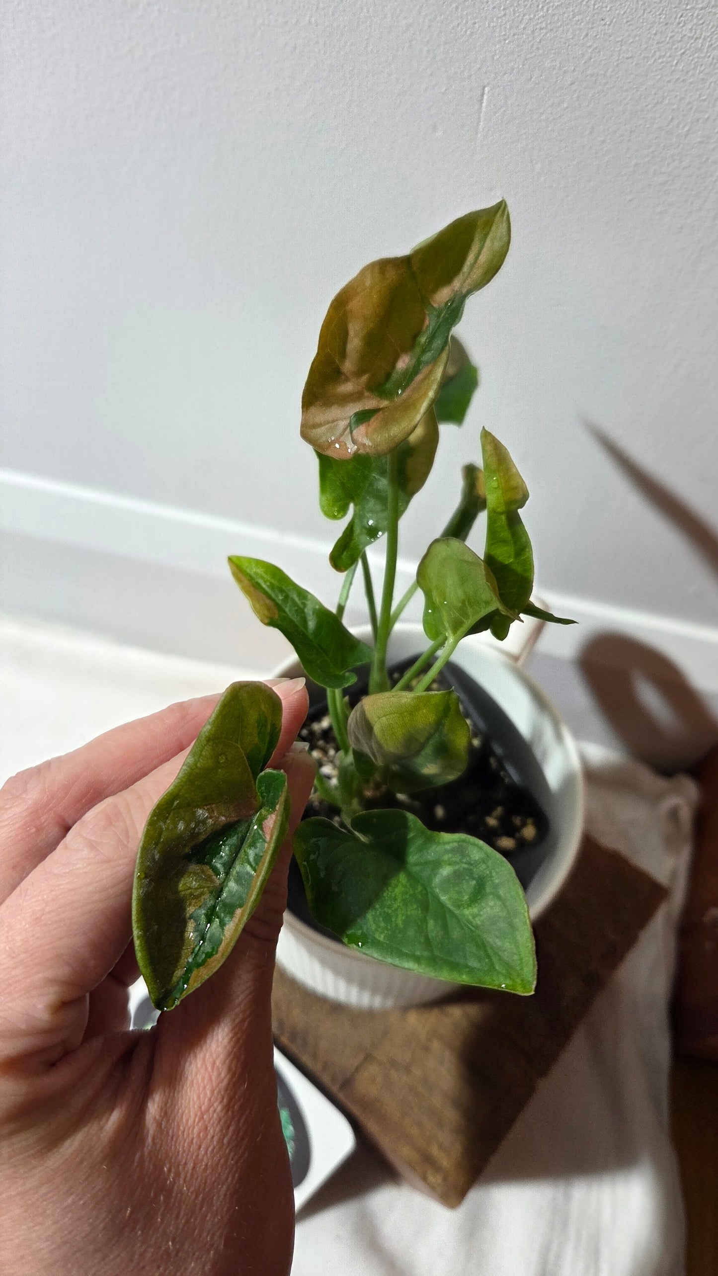 Syngonium Pink Lava (SYN-241)