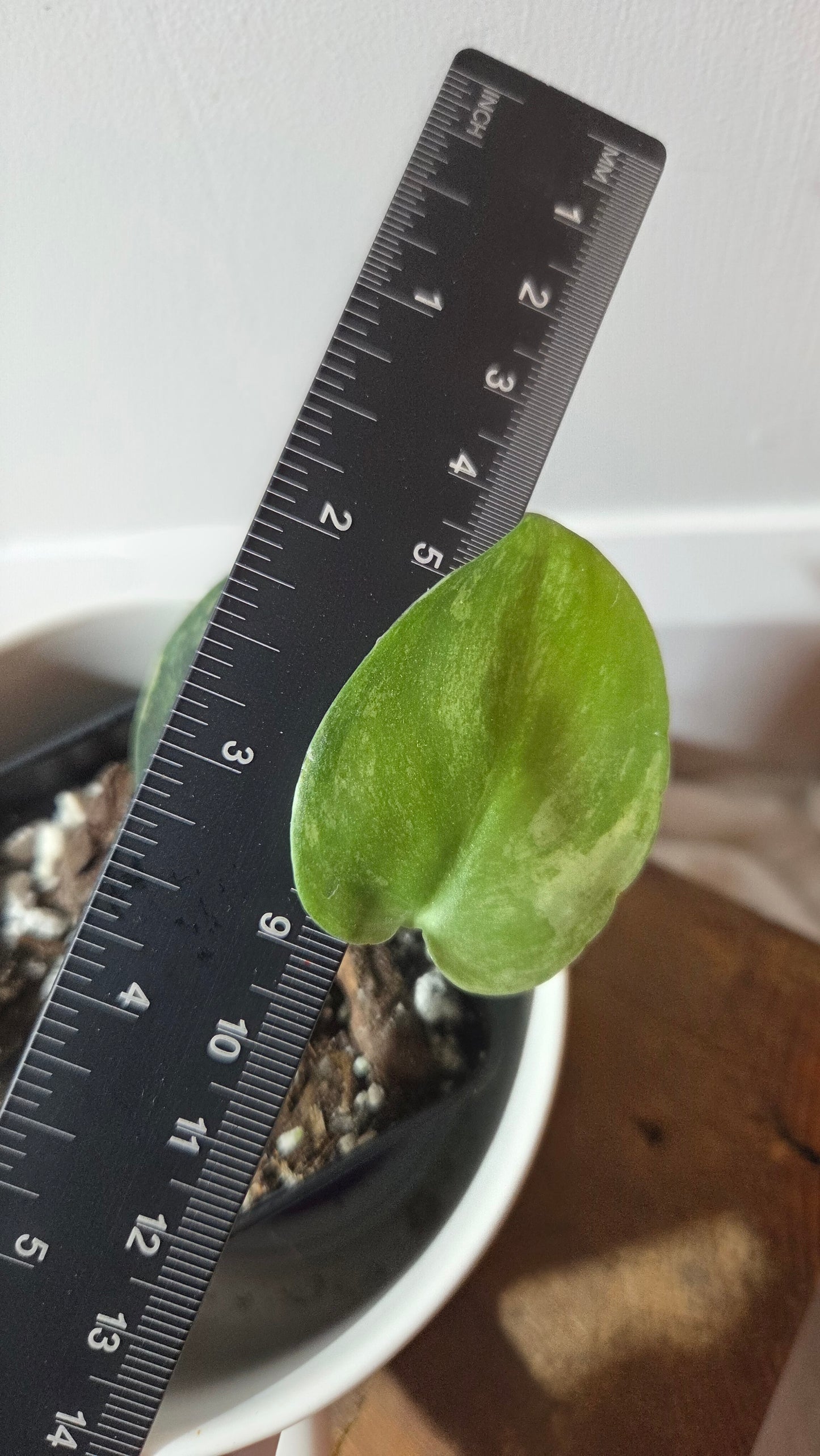 Scindapsus Dark satin Tricolore (SCI-1371)