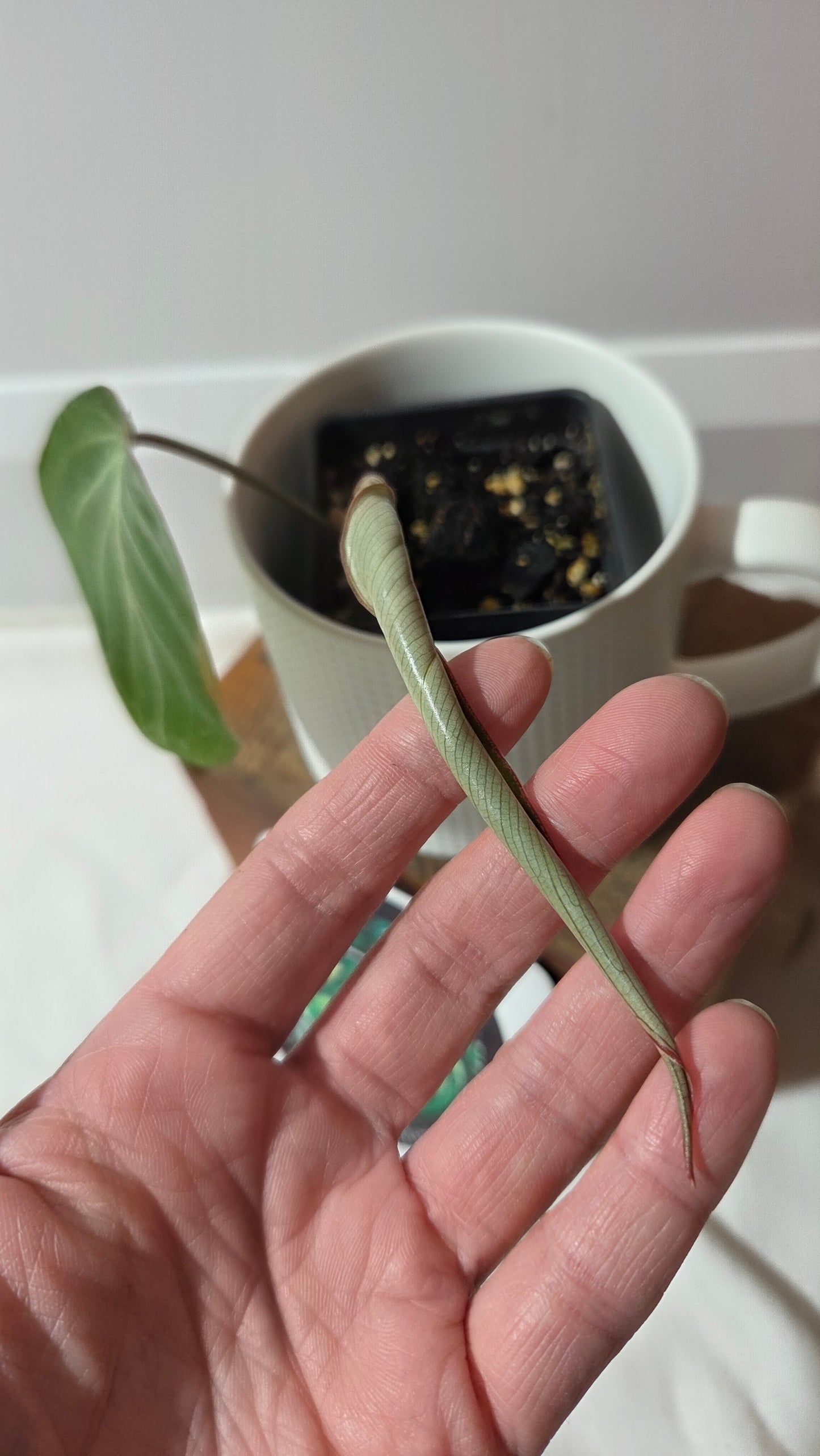 Philodendron Gloriosum Silver (PHI-1000)