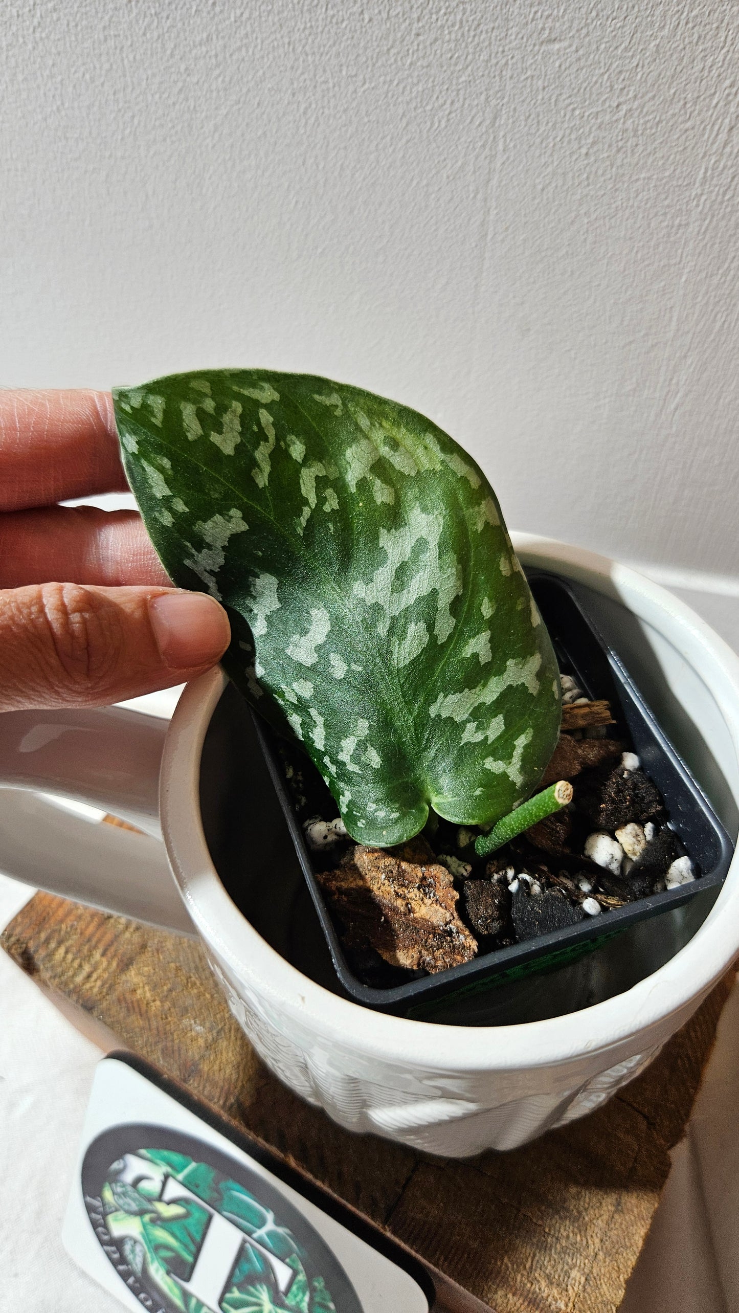 Scindapsus Exotica Batik (SCI-1117)