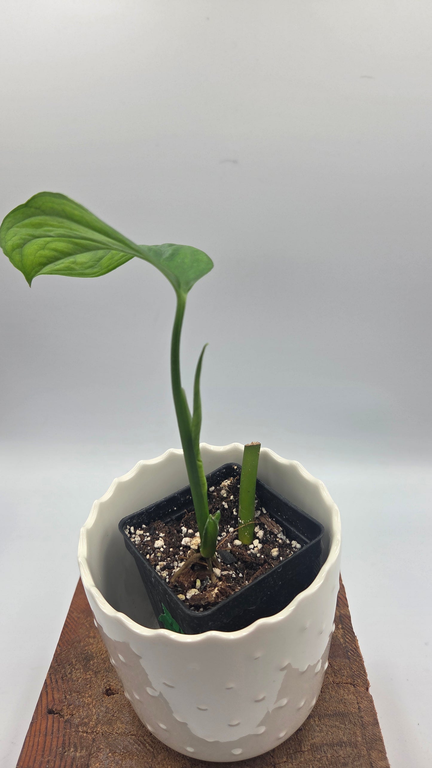 Monstera Obliqua Aff Nueva Loja (MON-559)