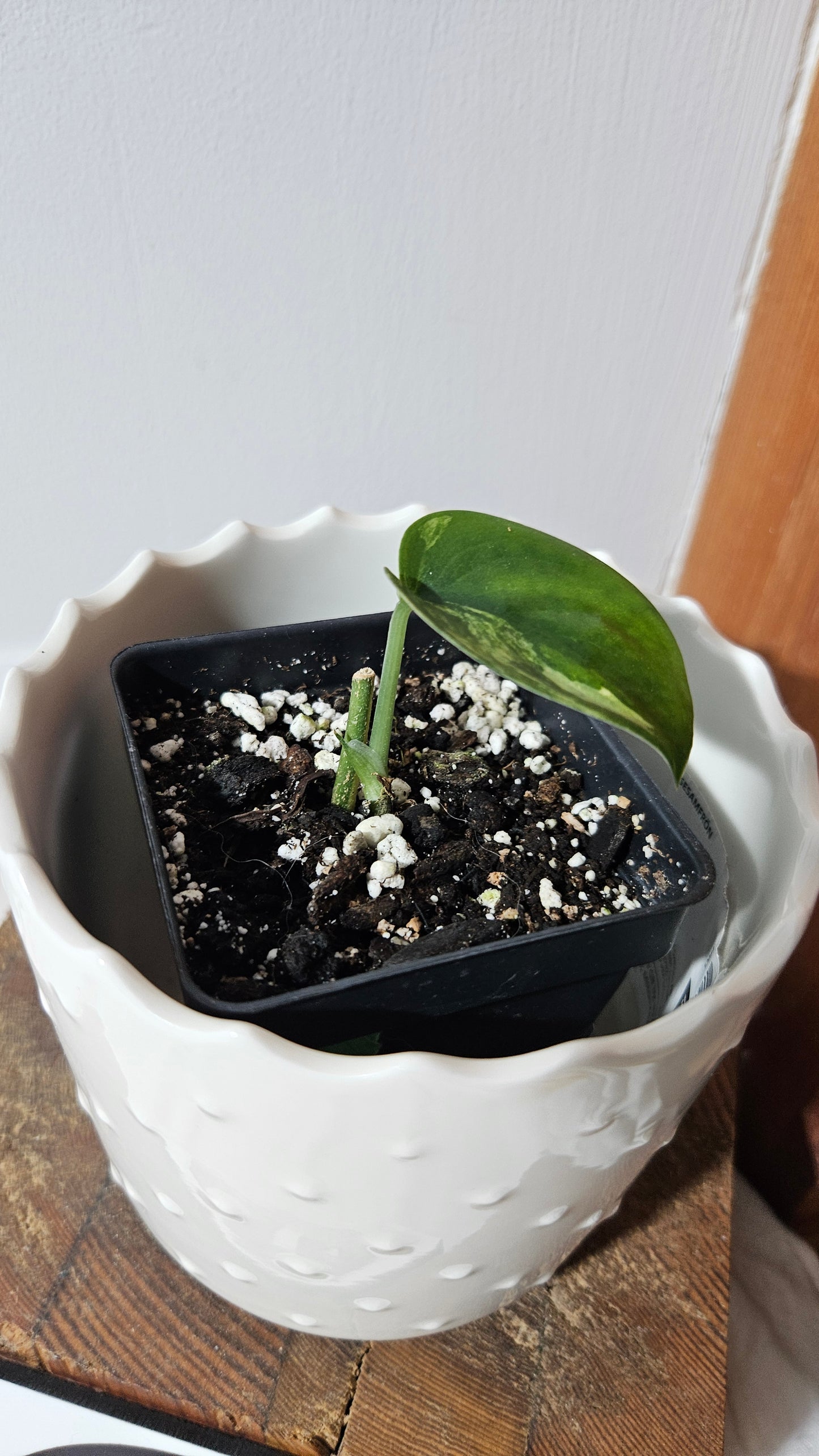 Scindapsus Jade Satin Albo (SCI-1045)