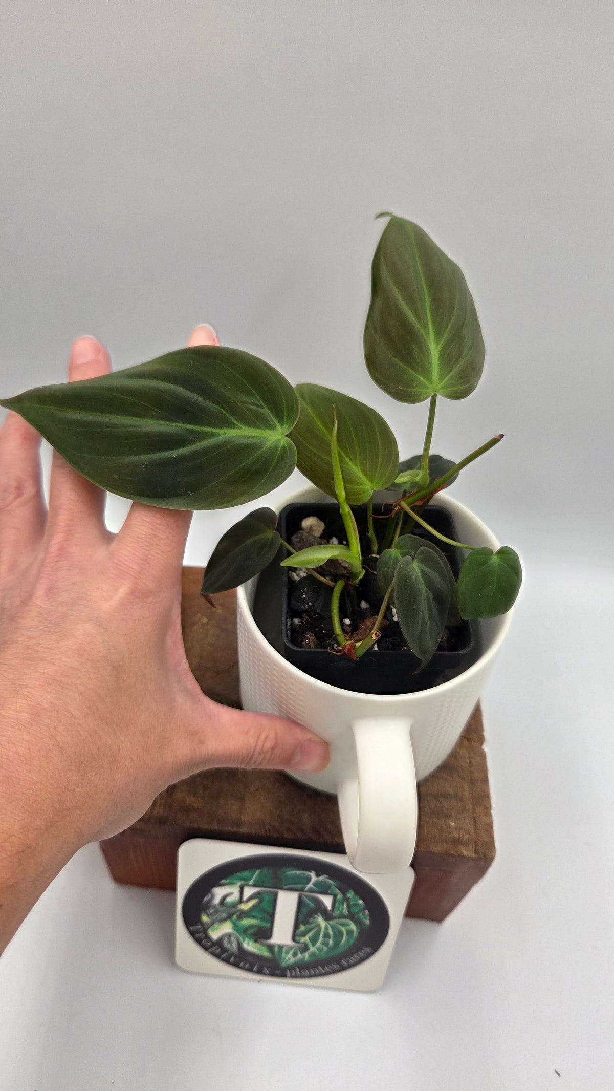Philodendron Mican (PHI-1098)