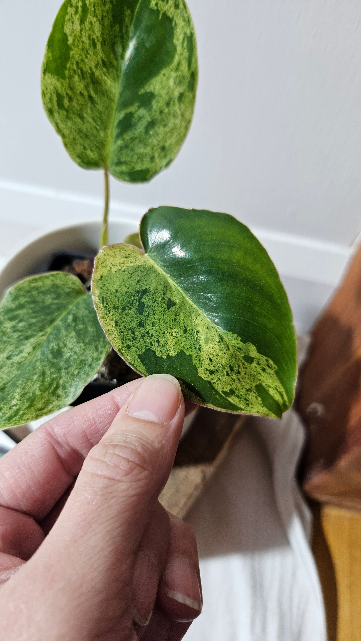 Philodendron BurleMarx Variegata  X Paraiso Verde (PHI-945)