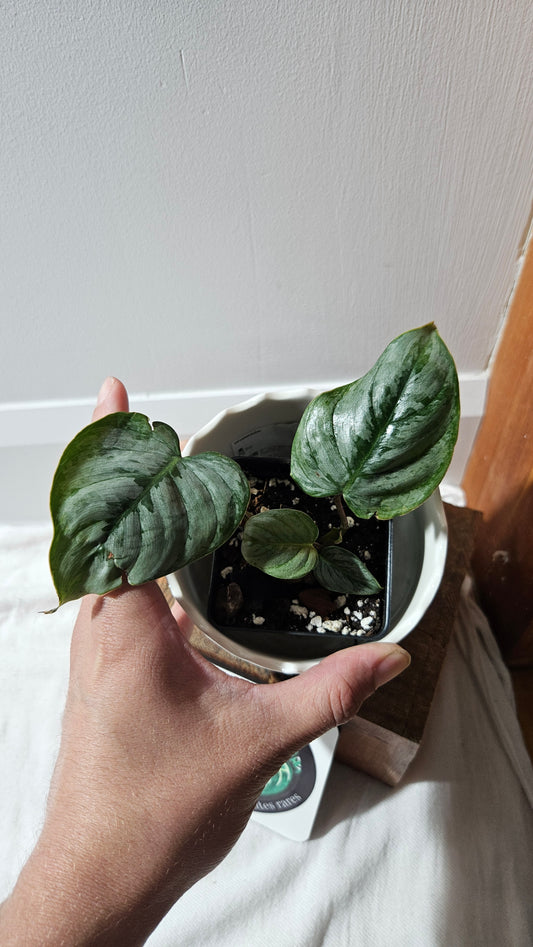 Philodendron Sodiroi (PHI-871)