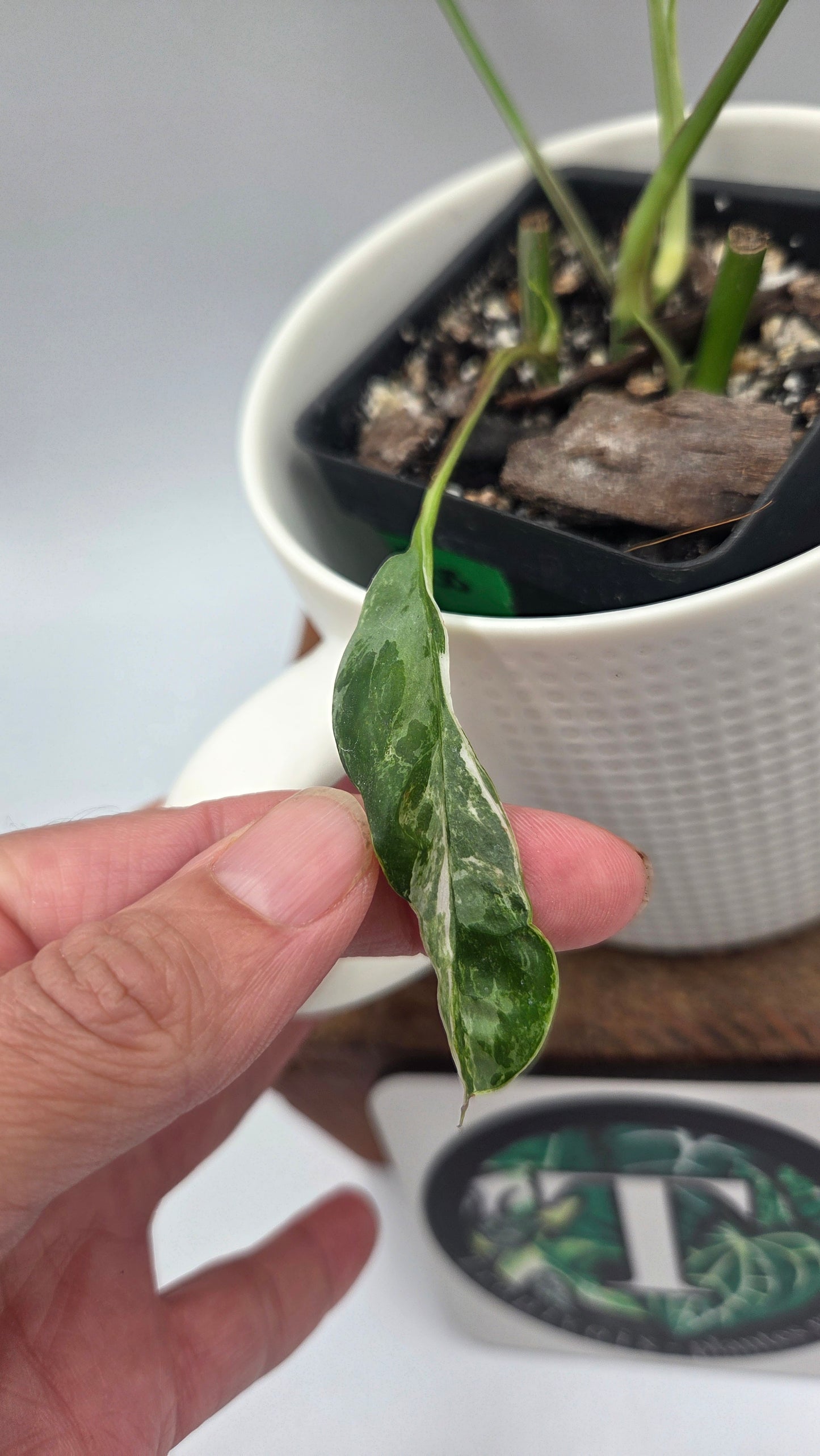 Epipremnum pinnatum Albo (EPI-250)