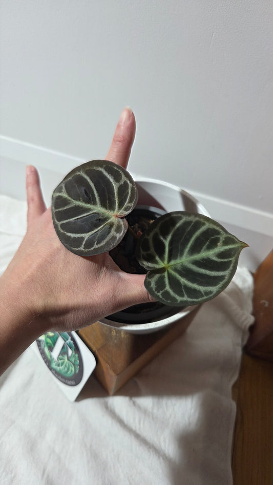 Anthurium Dorayaki Silver Dark "format PETIT"( ANT-648)