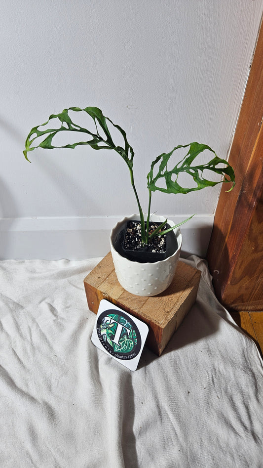 Monstera Obliqua Peru (MON-346)