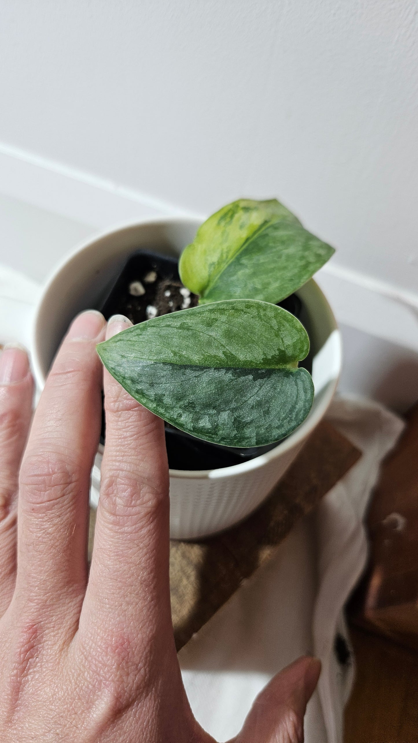 Scindapsus Pajajaran (SCI-1345)