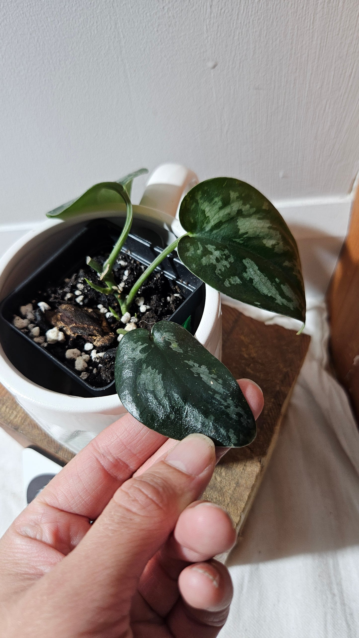 Scindapsus Black Exotica (SCI-1142)