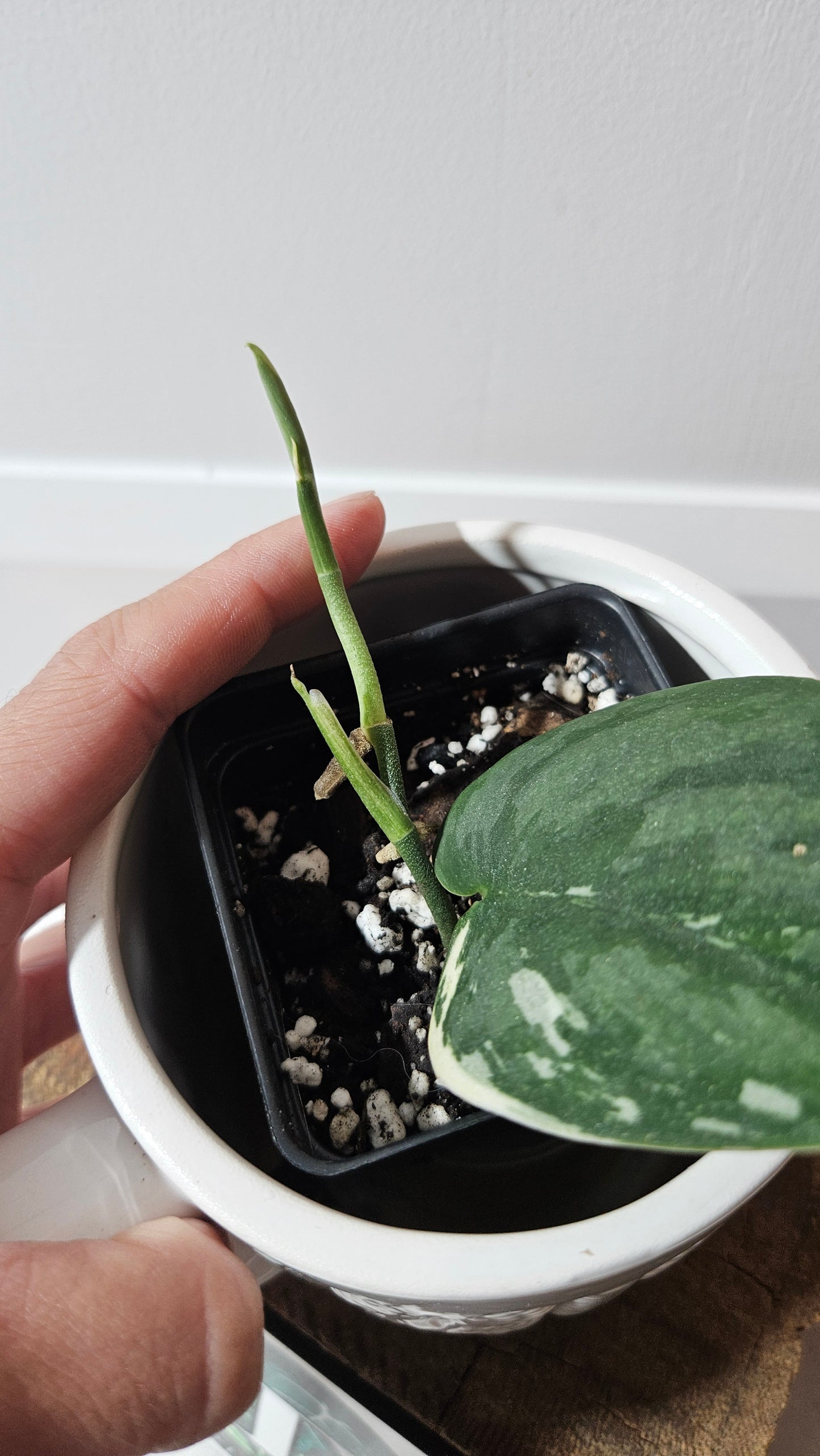 Scindapsus Bunaken (SCI-1290)