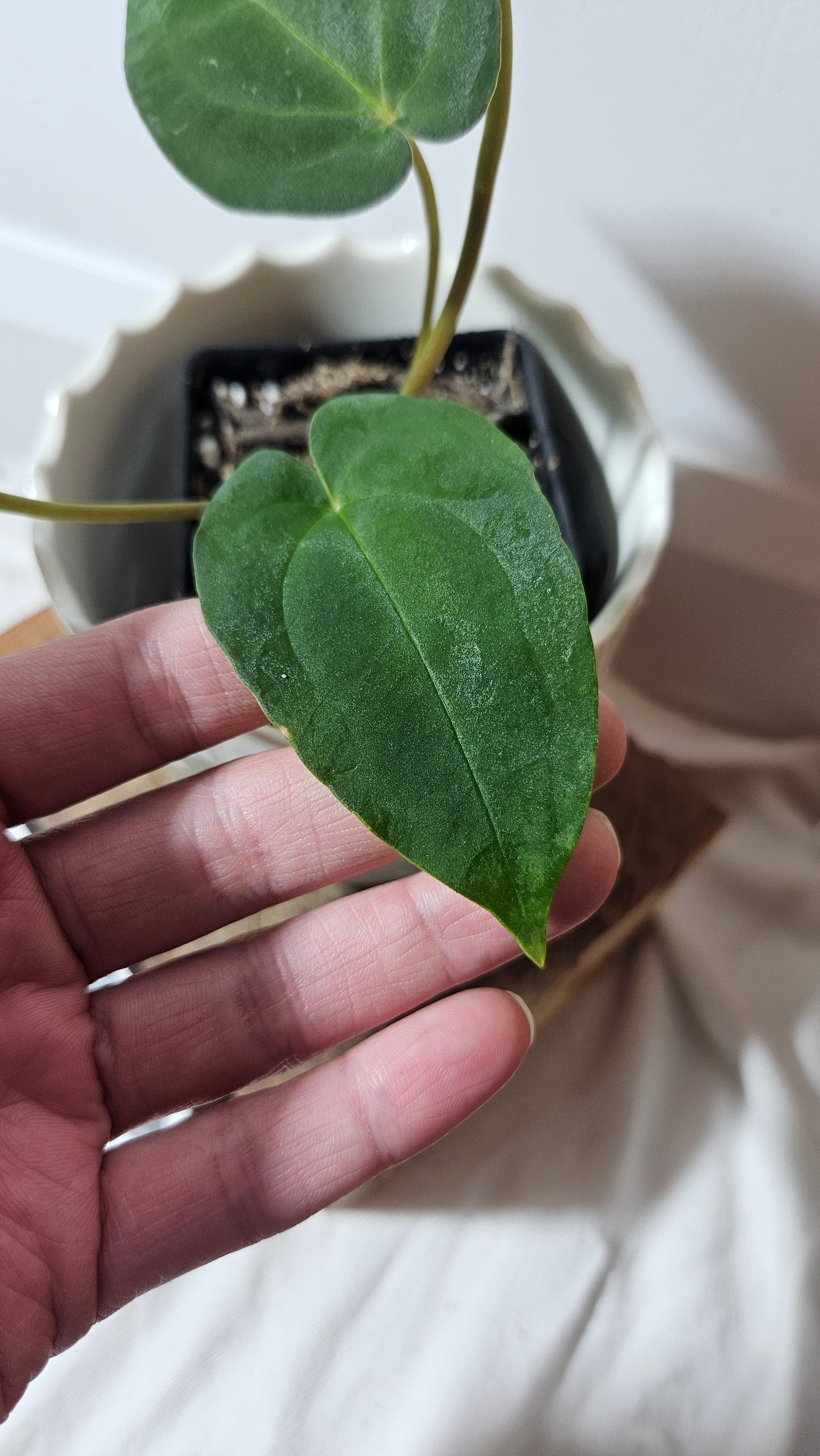 Anthurium  Papillilaminum (d'équateur) "format PETIT" (ANT-230)