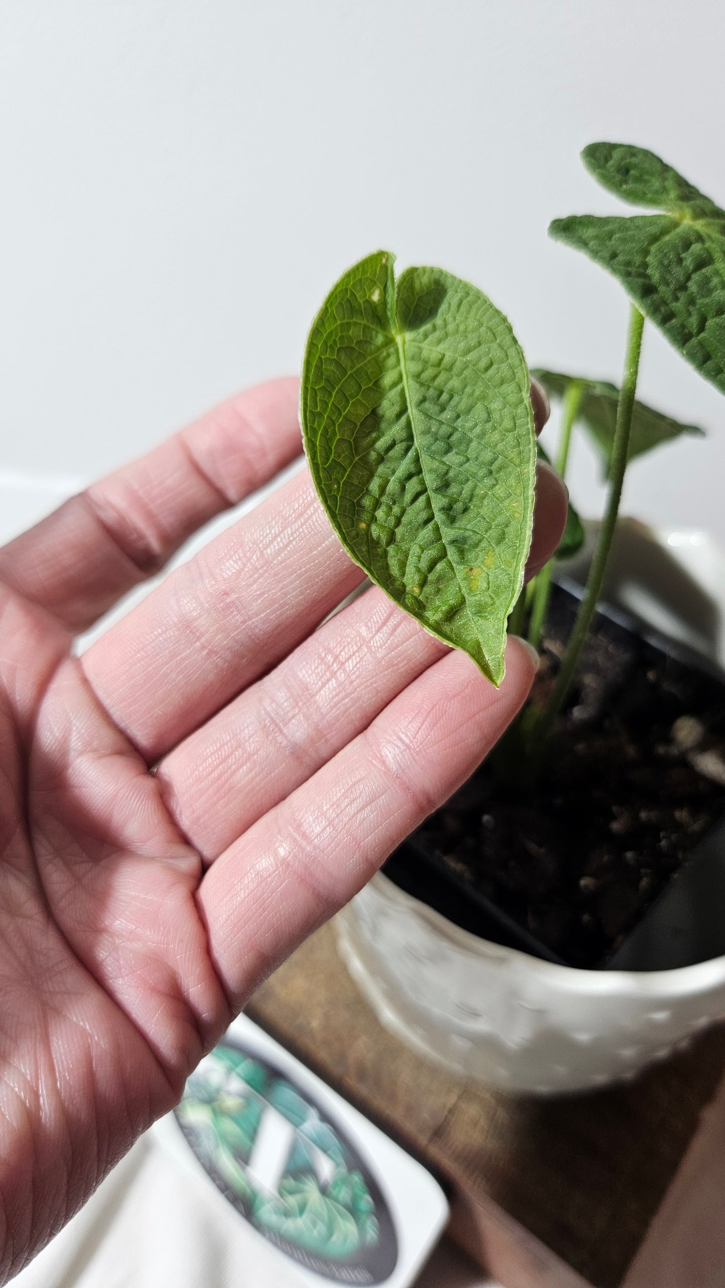 Anthurium Corrugatum Velvet "Format PETIT" (ANT-213)