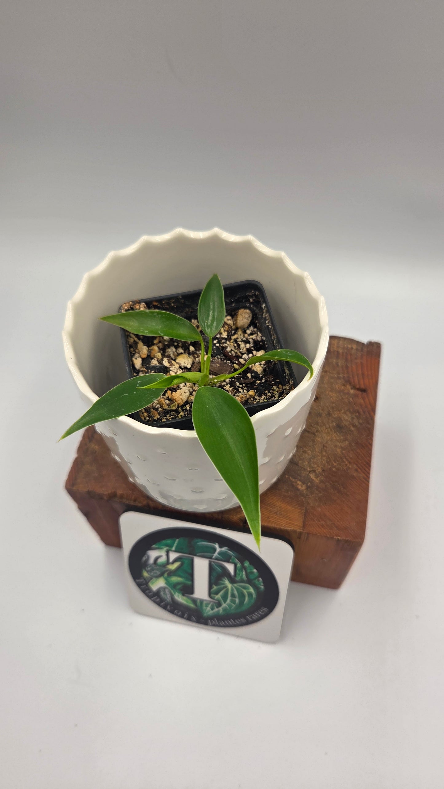 Philodendron Microstictum (PHI-658)