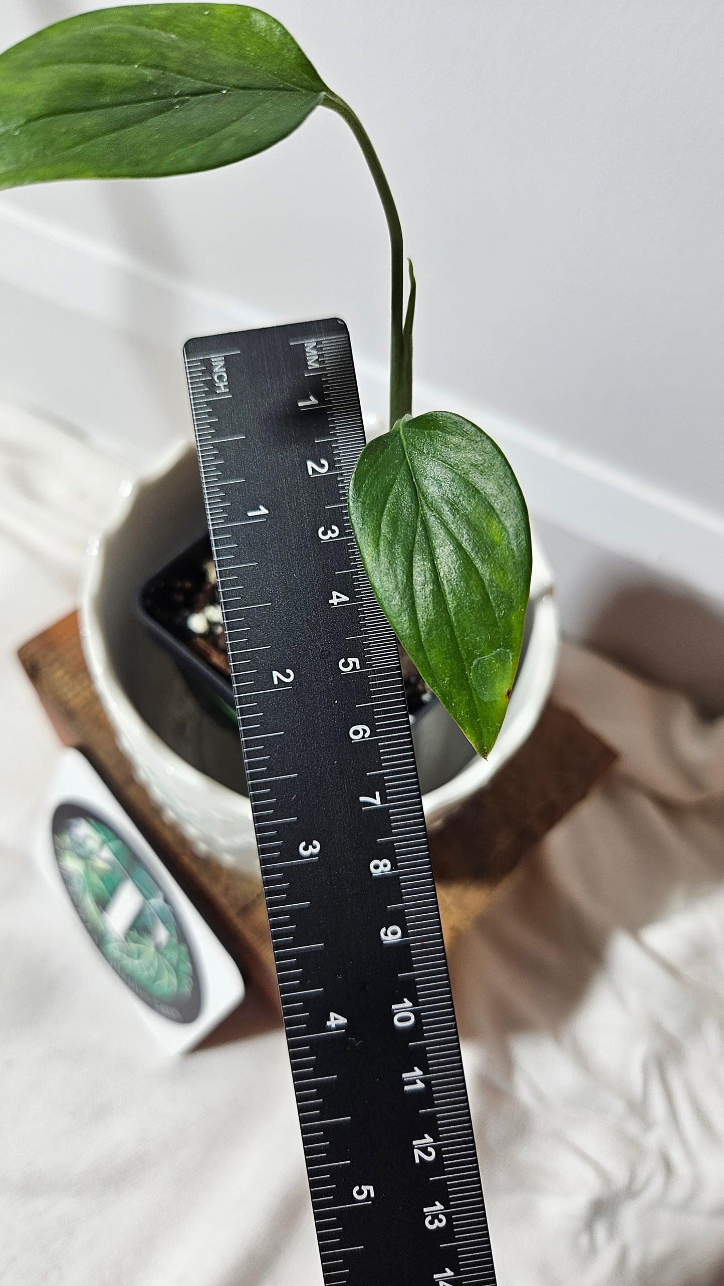 Monstera Subpinnata (MON-201)