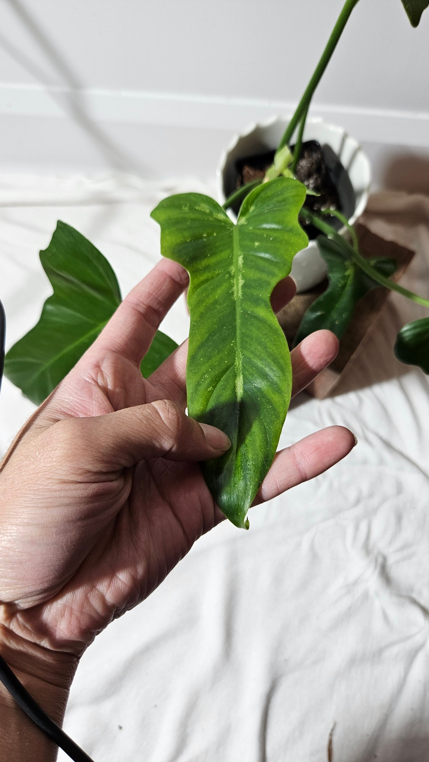 Philodendron Golden Dragon (PHI-593)