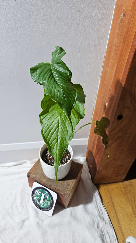 Anthurium Urbanii "Format LARGE" (ANT-442)