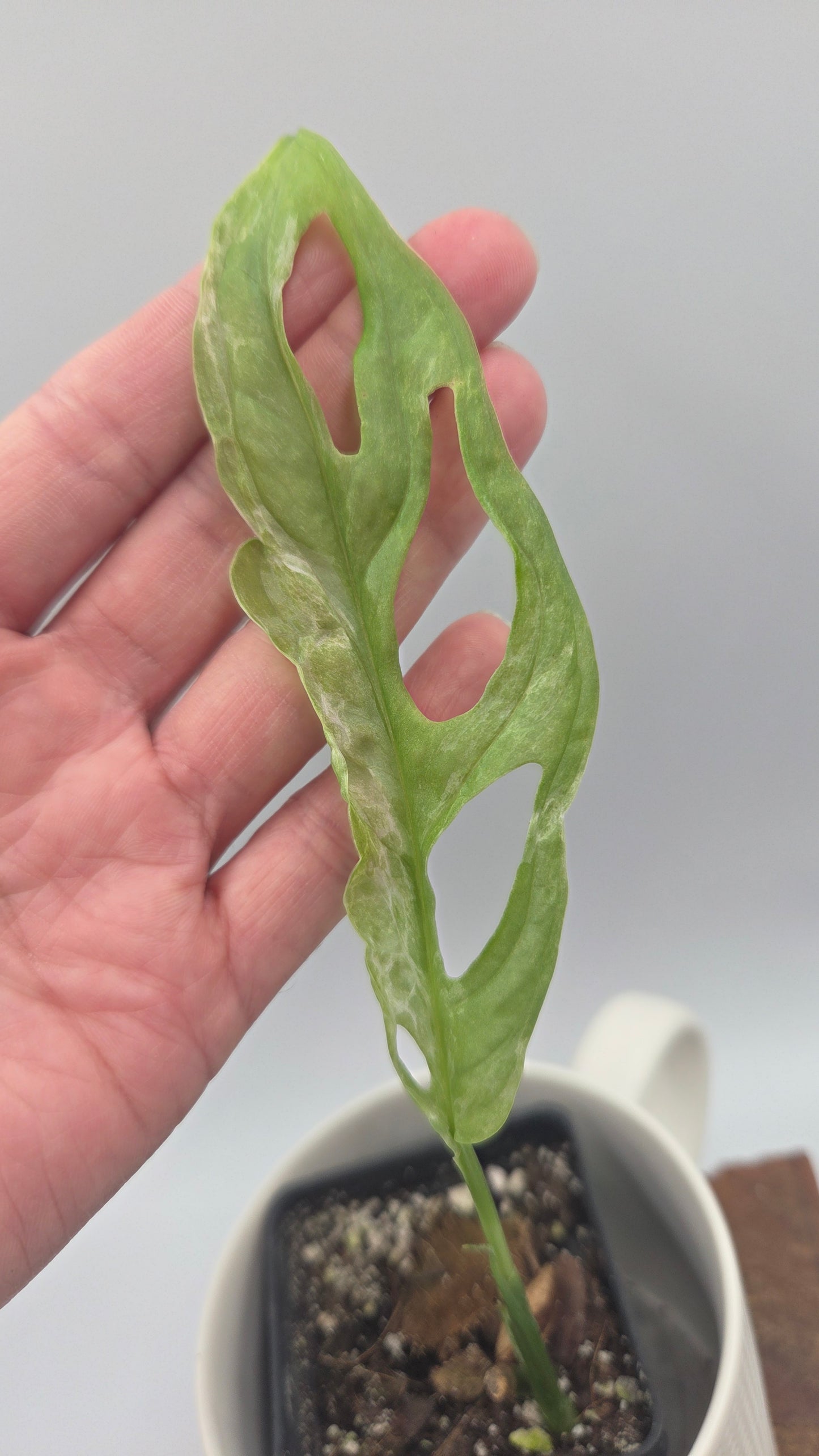 Monstera Andasonii Mint/Indo (MON-422)