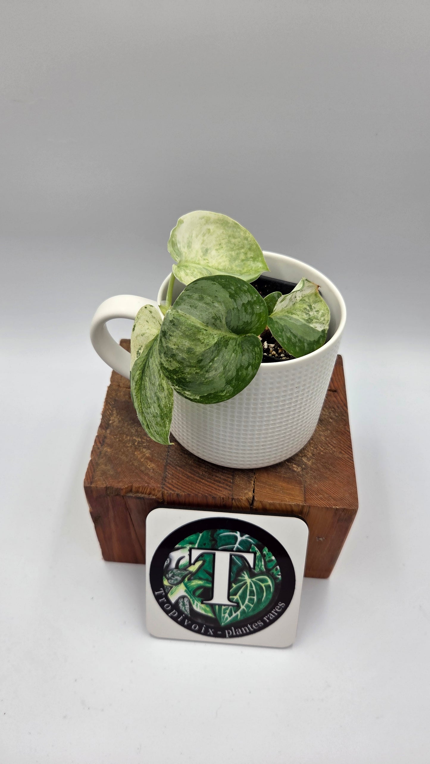Scindapsus Black Dragon Variegata (SCI-1053)