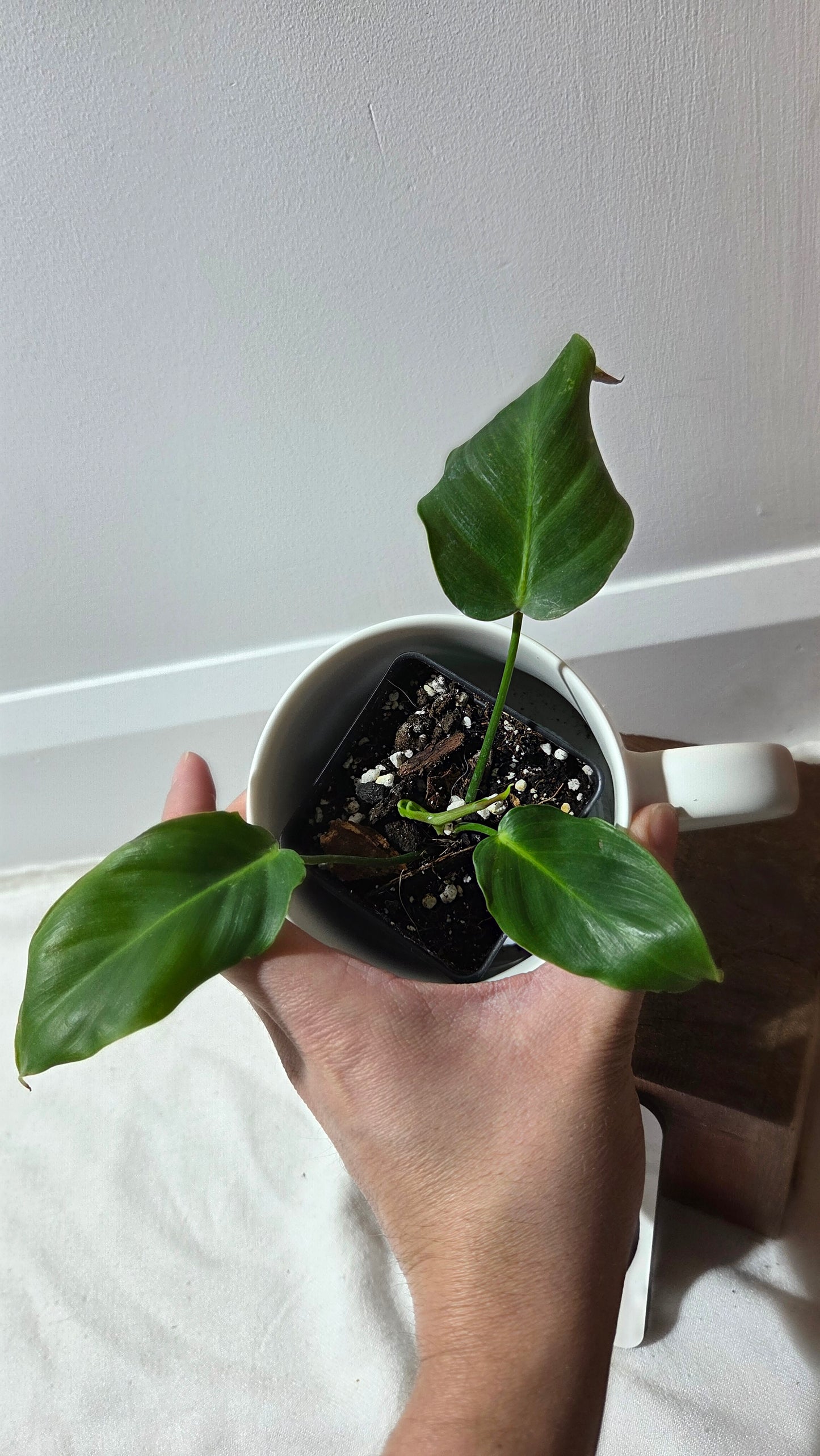 Philodendron Green Sky (PHI-987)