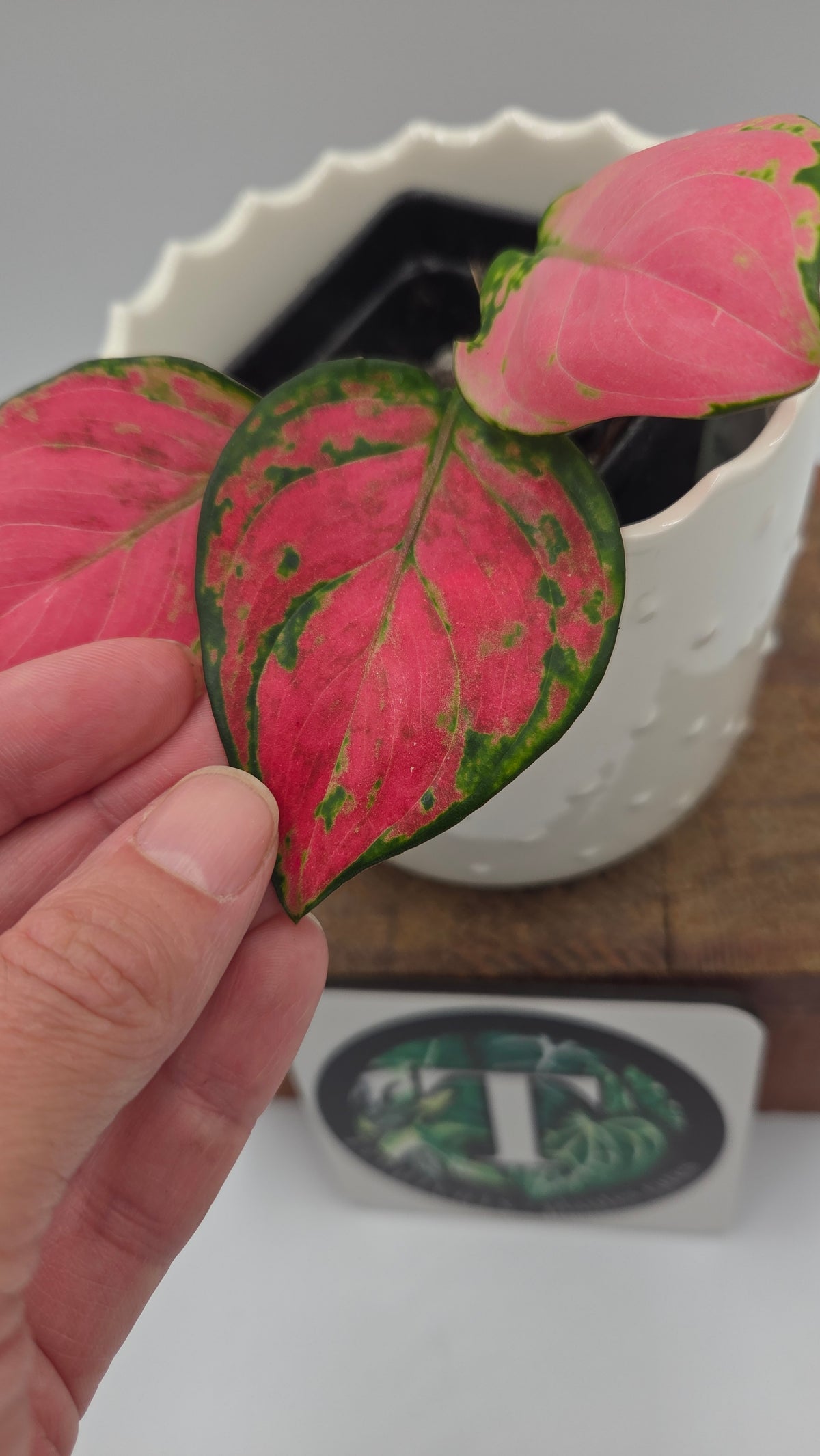 Agalonema Pink Star (AUT-101)