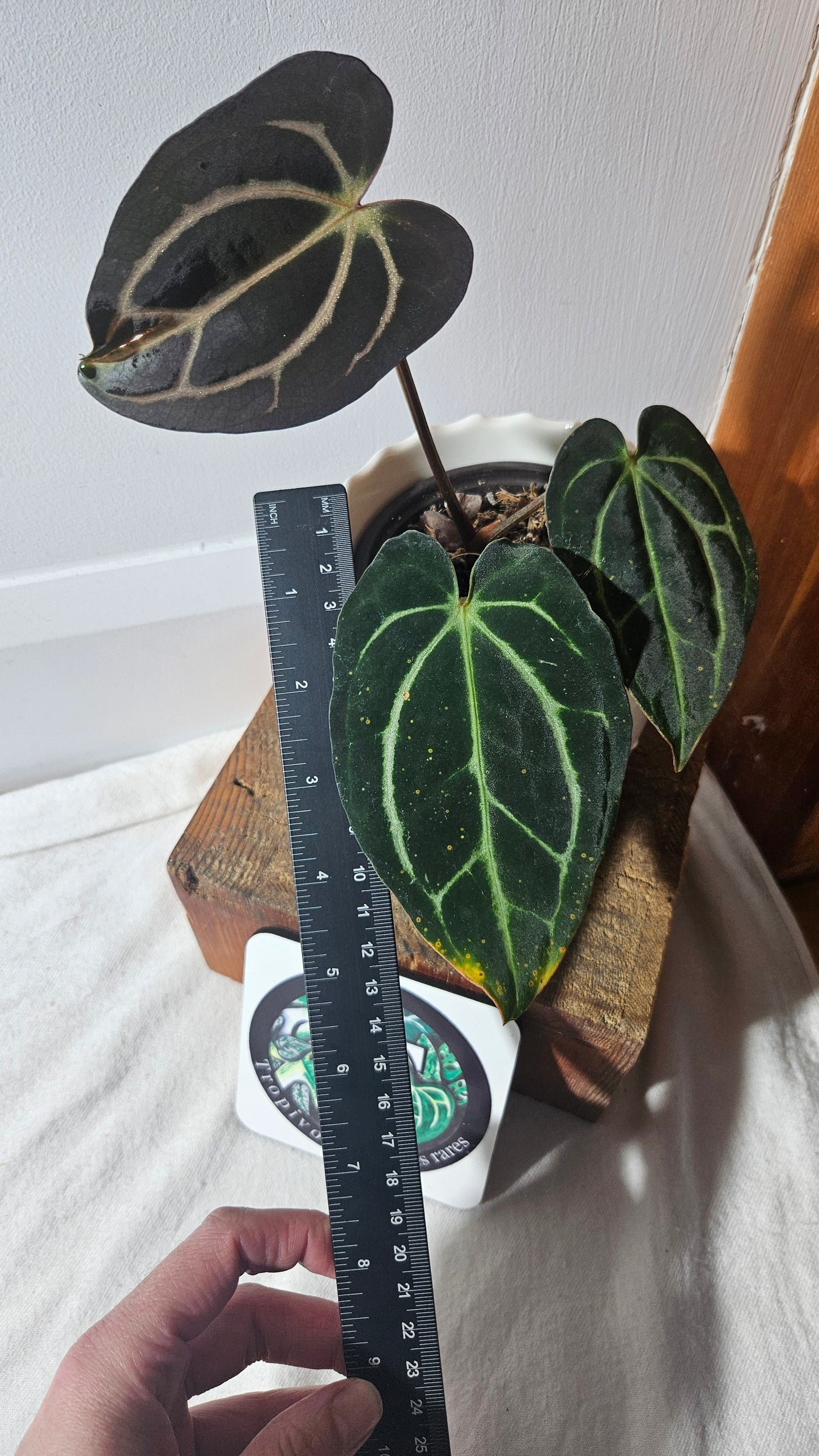 Anthurium  Carlablackiae (d'équateur) "format MOYEN" (ANT-392)