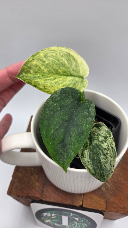 Scindapsus Silver Satin albo (SCI-1148)