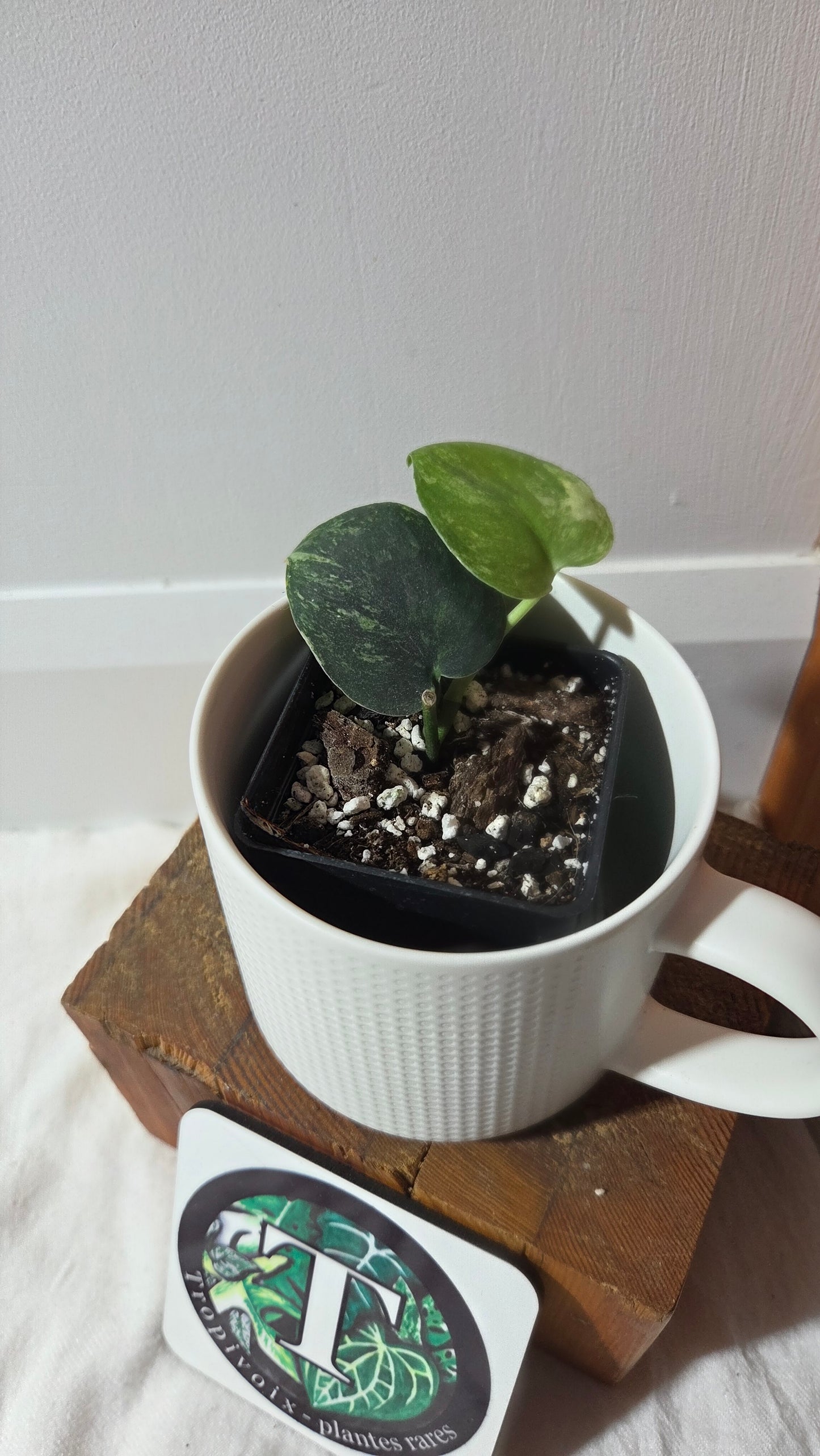 Scindapsus Dark satin Tricolore (SCI-1371)